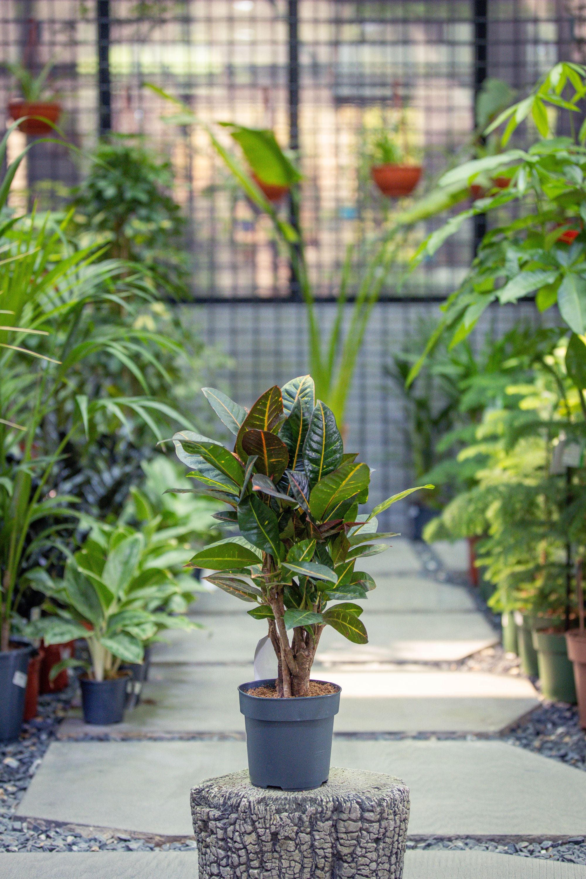 Codiaeum Var. - Green