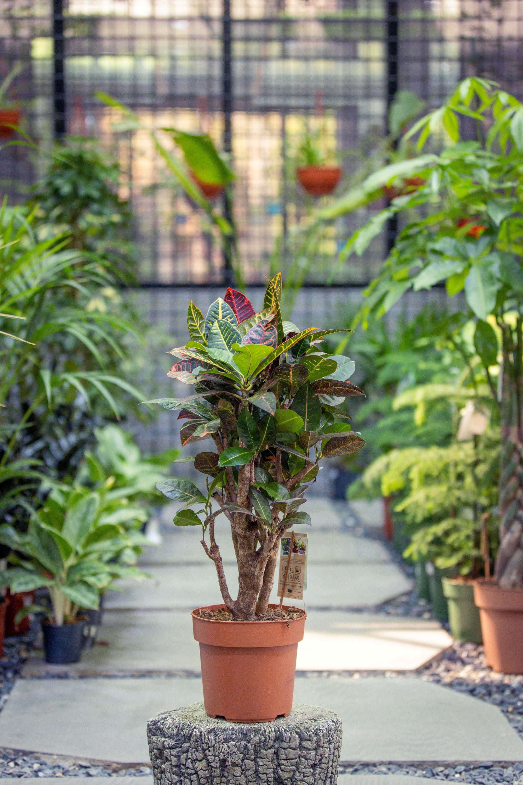 Codiaeum Var. - Red