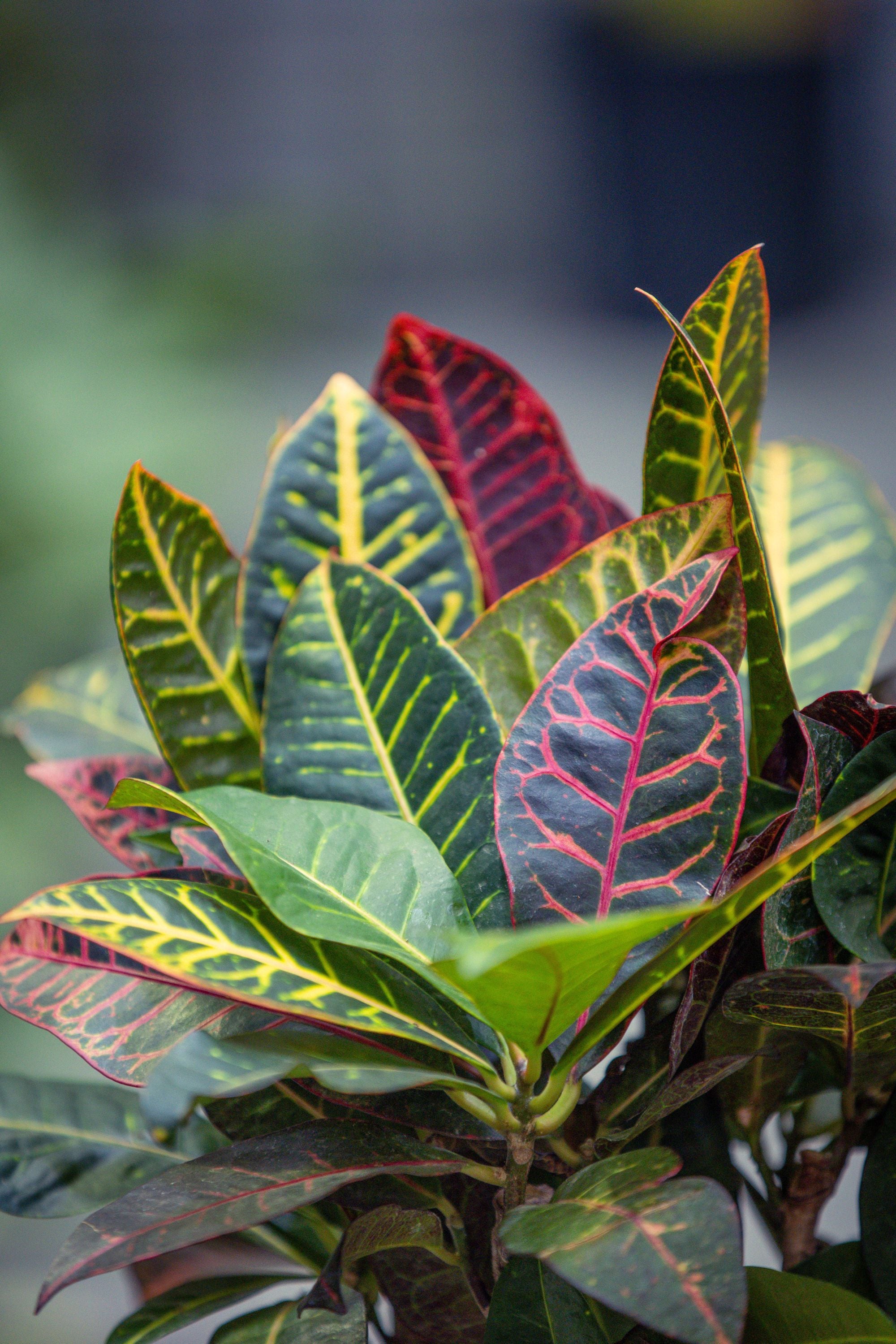 Codiaeum Var. - Red
