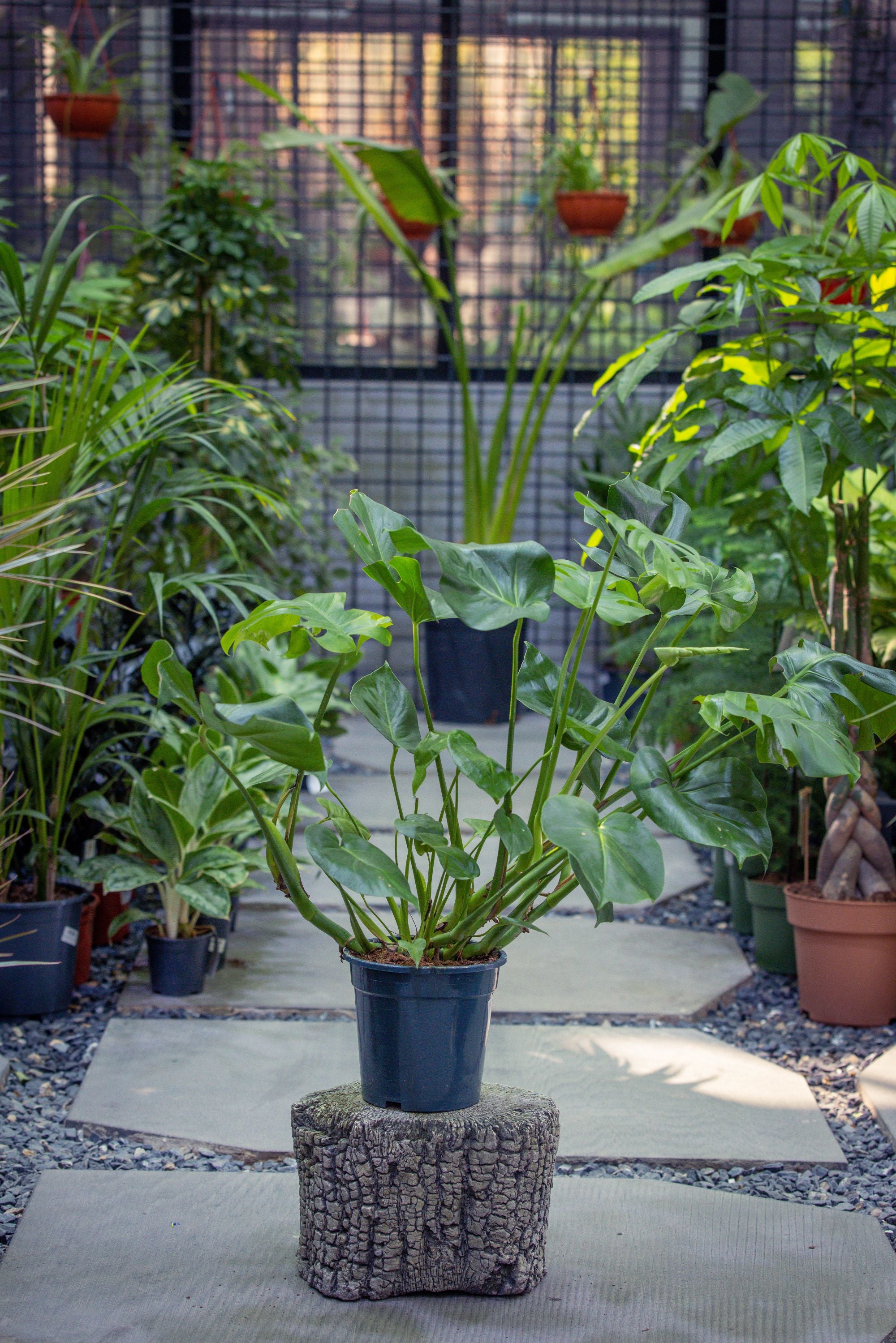 Monstera Deliciosa