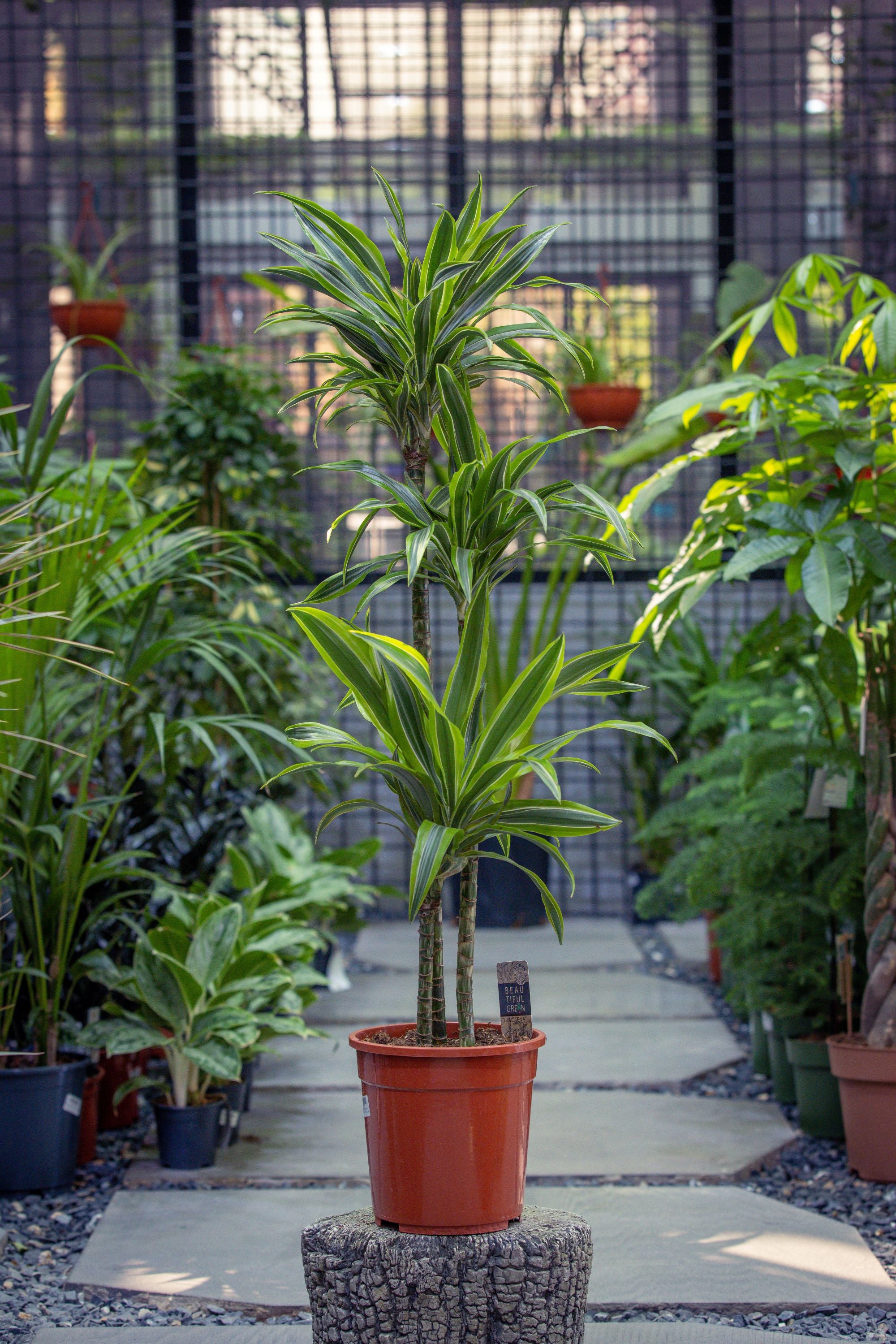 Dracaena Fragrans 'Lemon Lime'
