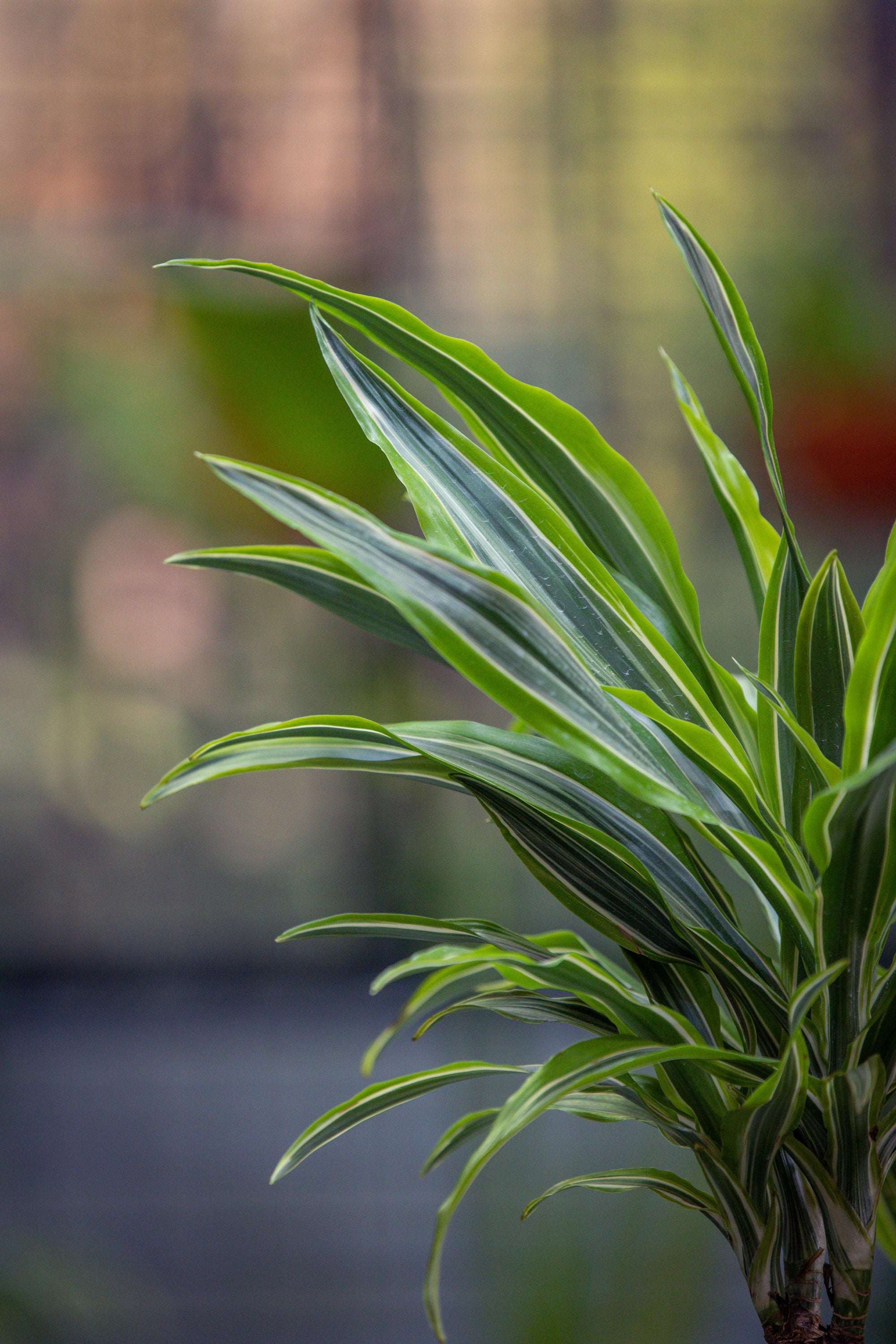 Dracaena Fragrans 'Lemon Lime'