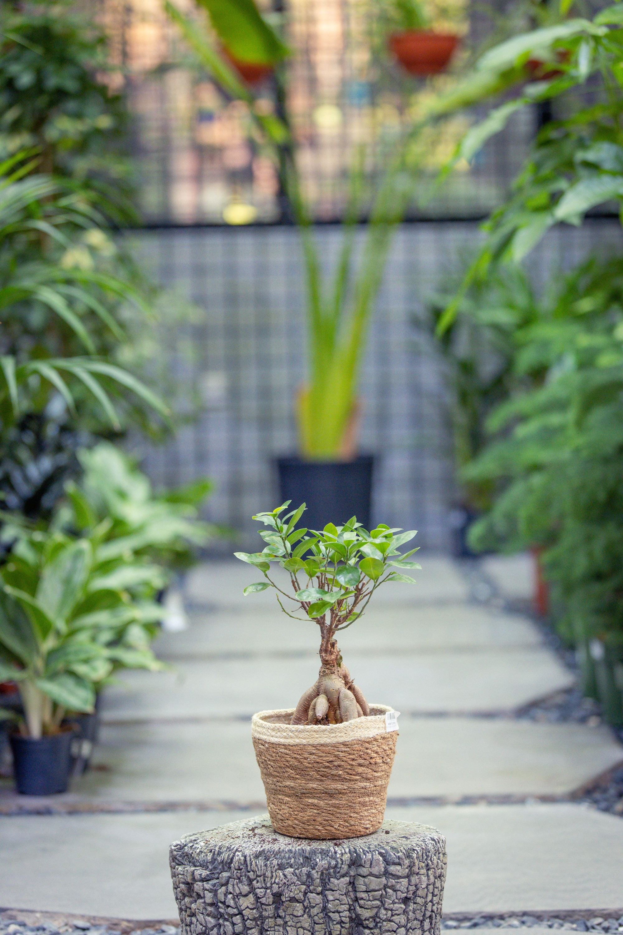 Ficus Microcarpa Ginseng