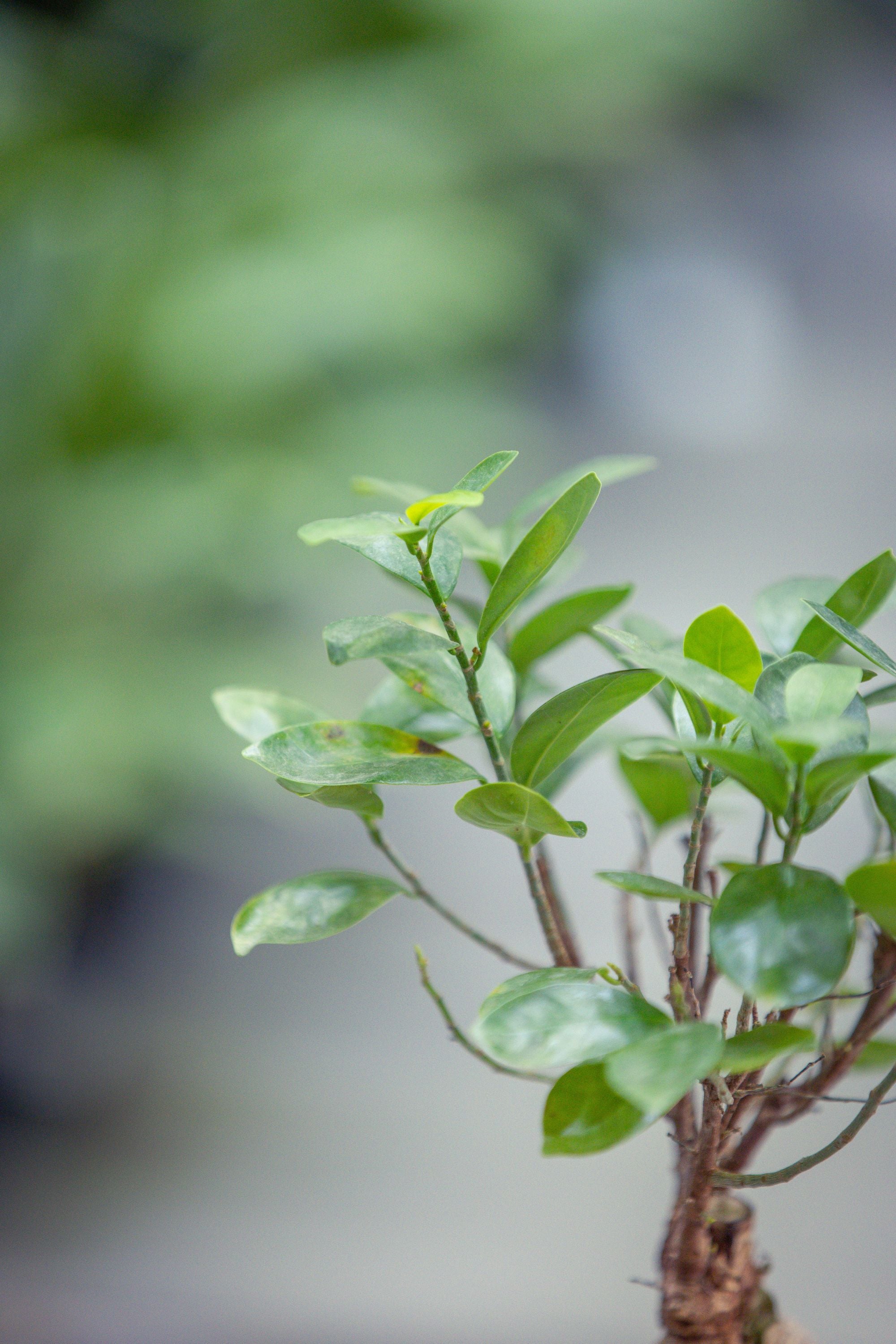 Ficus Microcarpa Ginseng