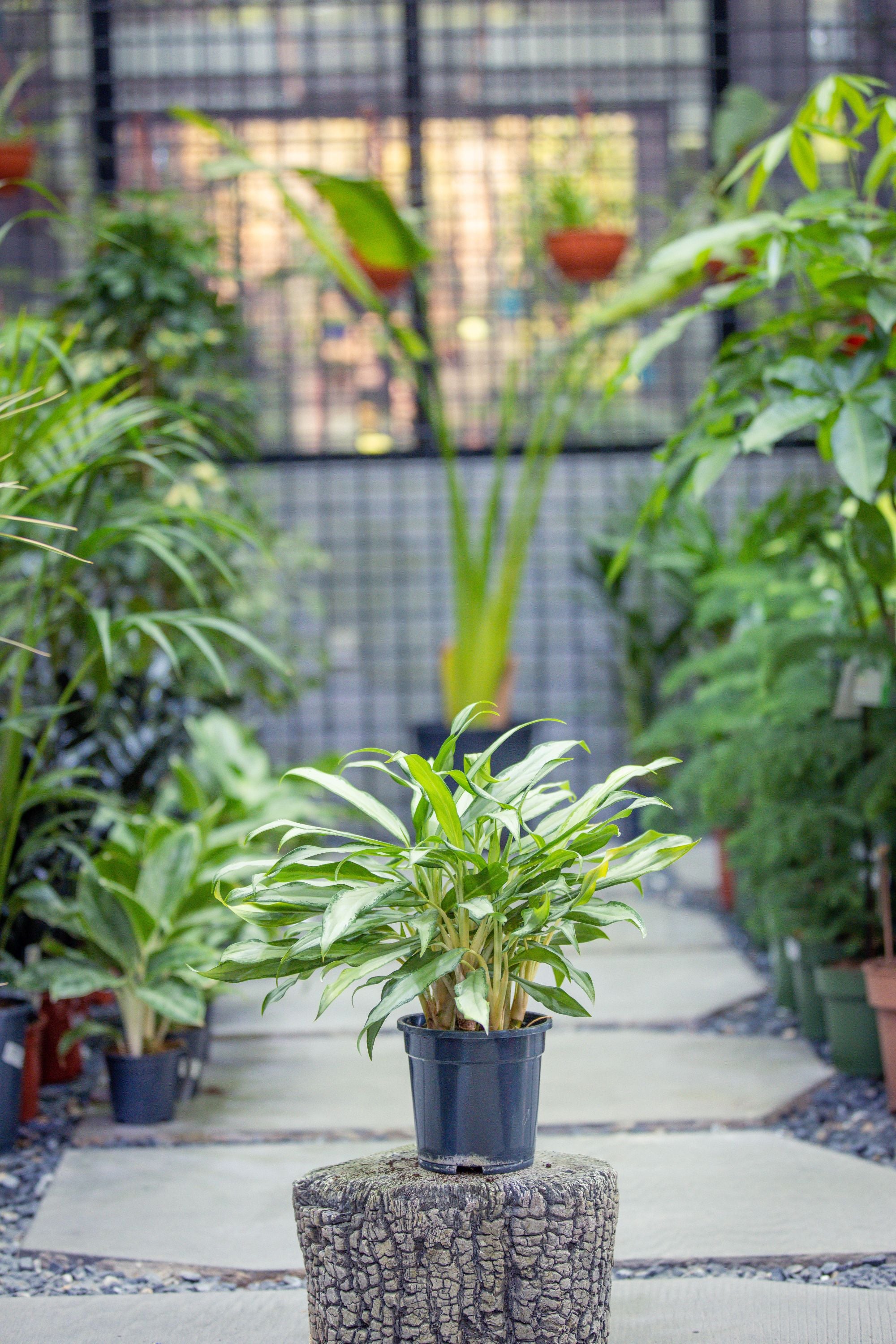 Aglaonema White Lance