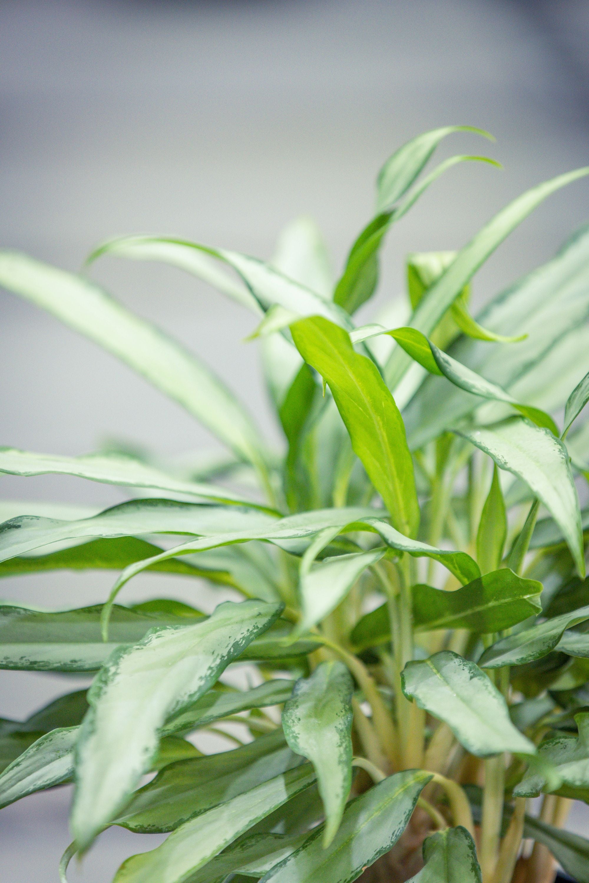 Aglaonema White Lance