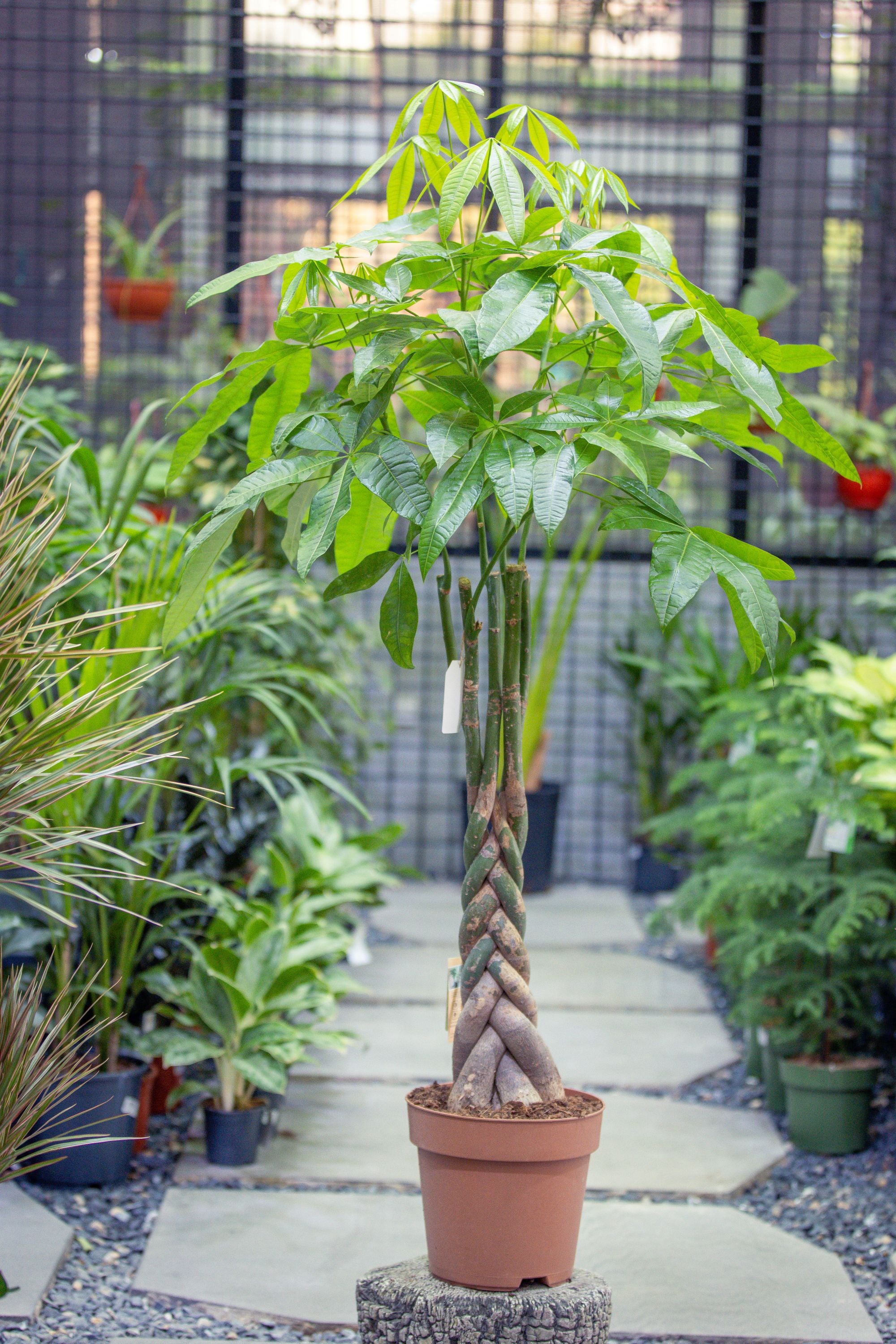 Pachira Aquatica
