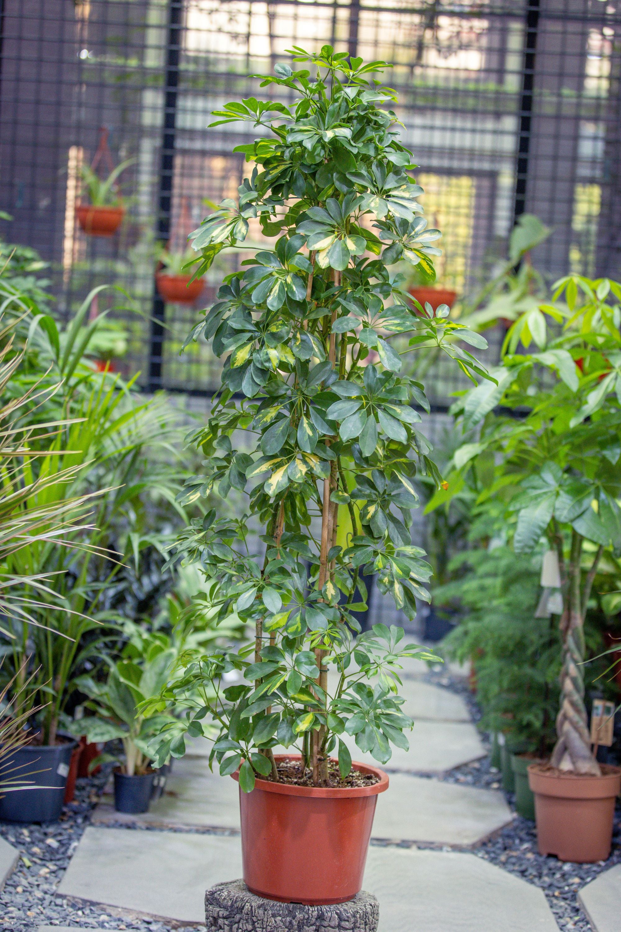 Schefflera Arboricola 'Gold Capella'