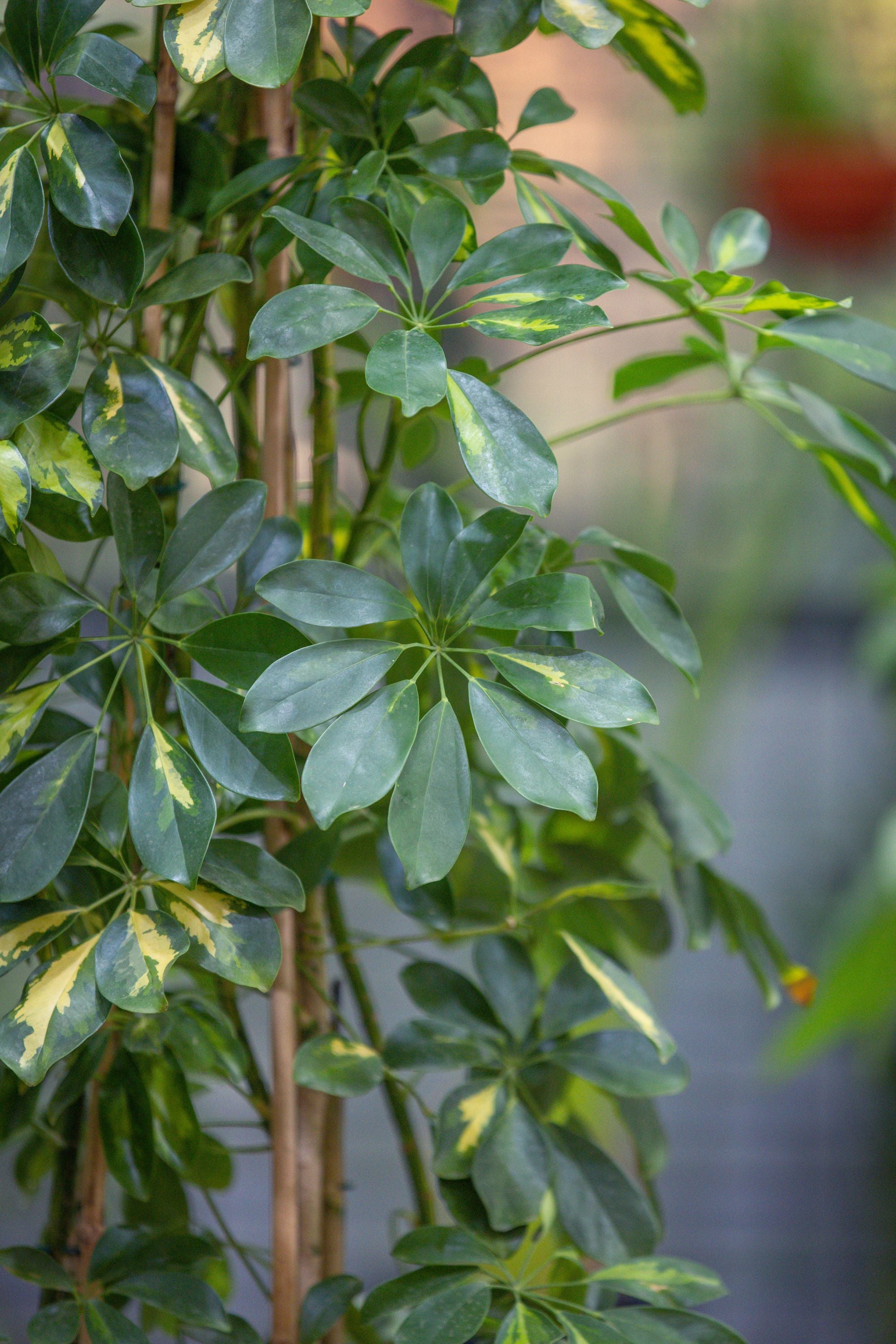 Schefflera Arboricola 'Gold Capella'