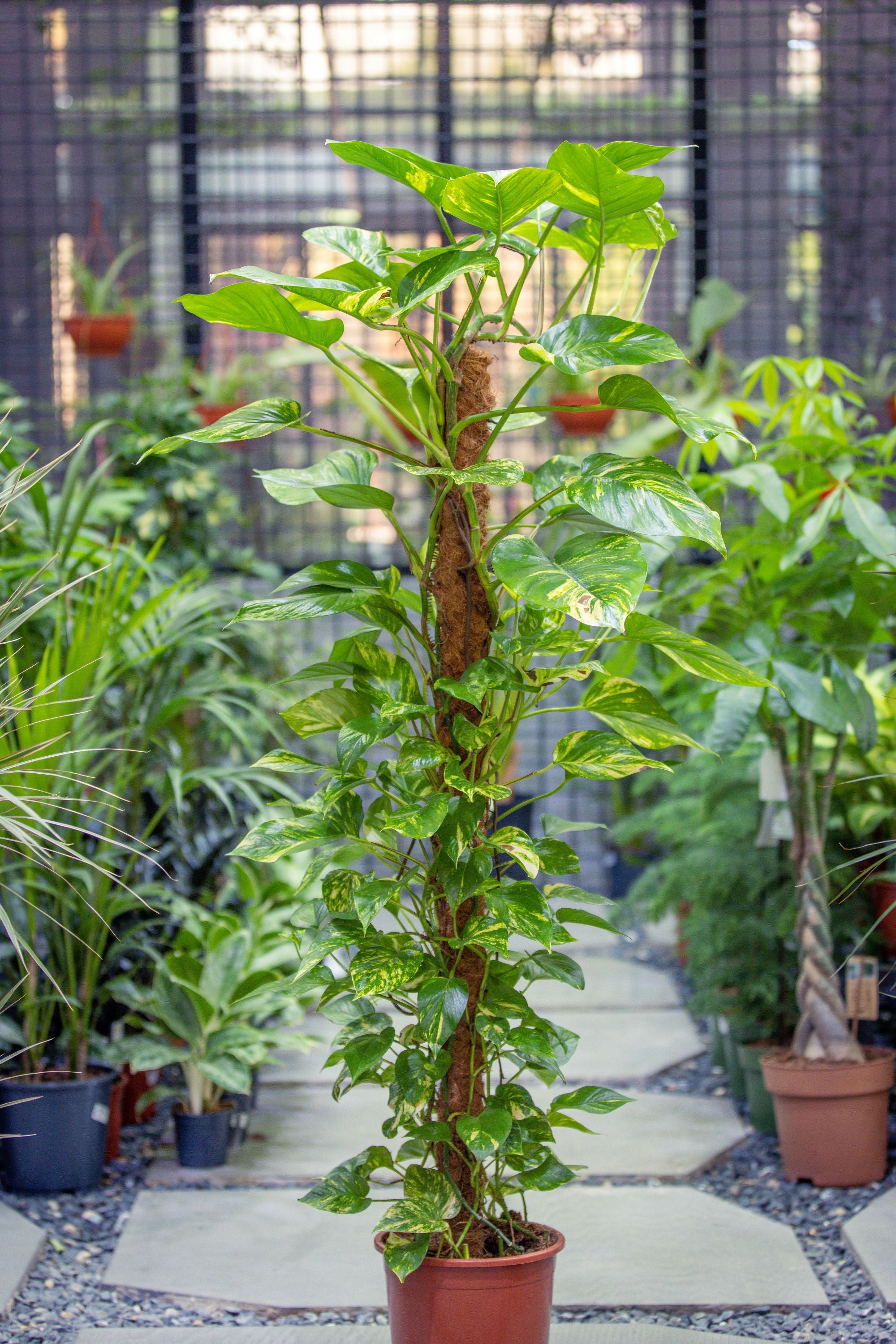 Epipremnum Pinnatum 'Mosstick'