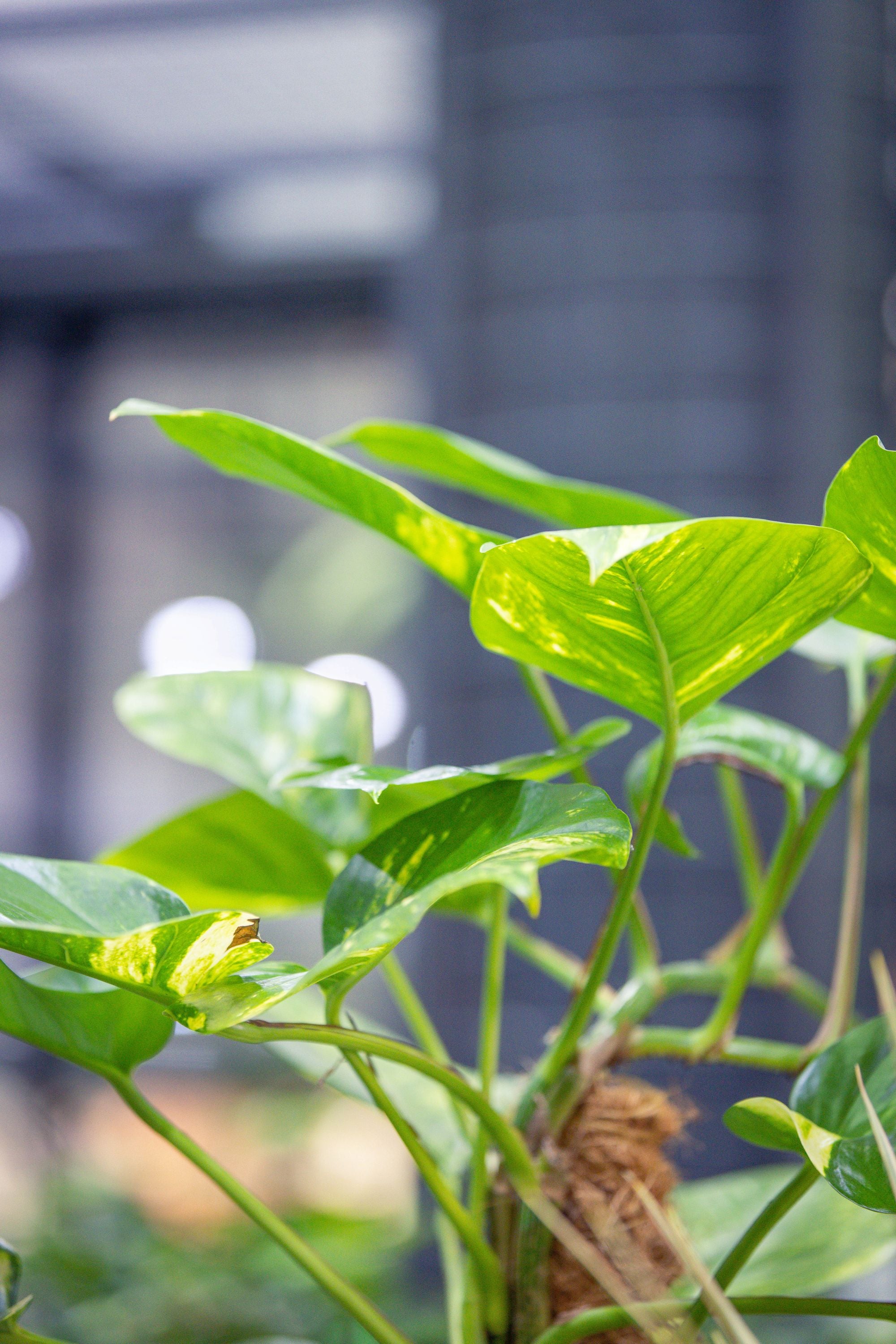 Epipremnum Pinnatum 'Mosstick'