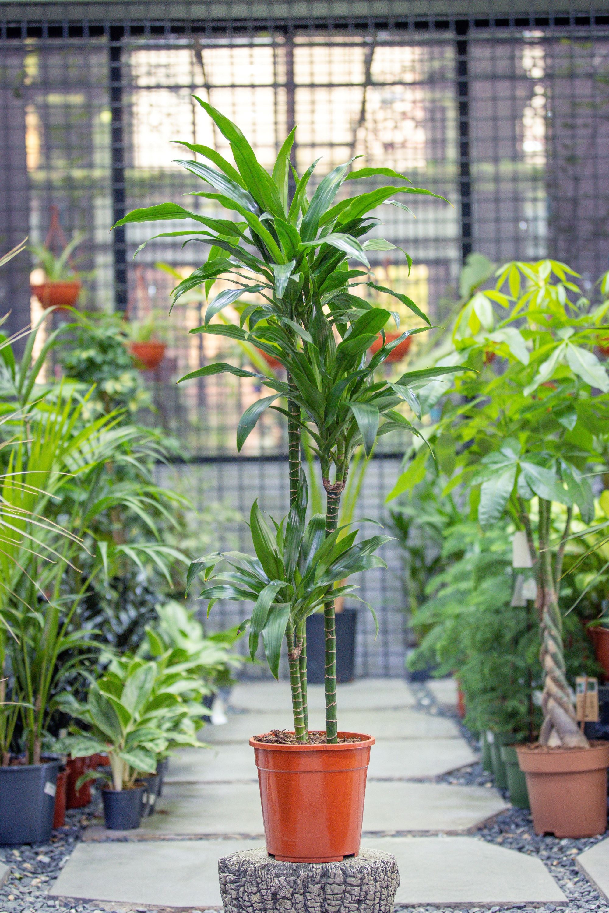 Dracaena Fragrans 'Janet Craig'