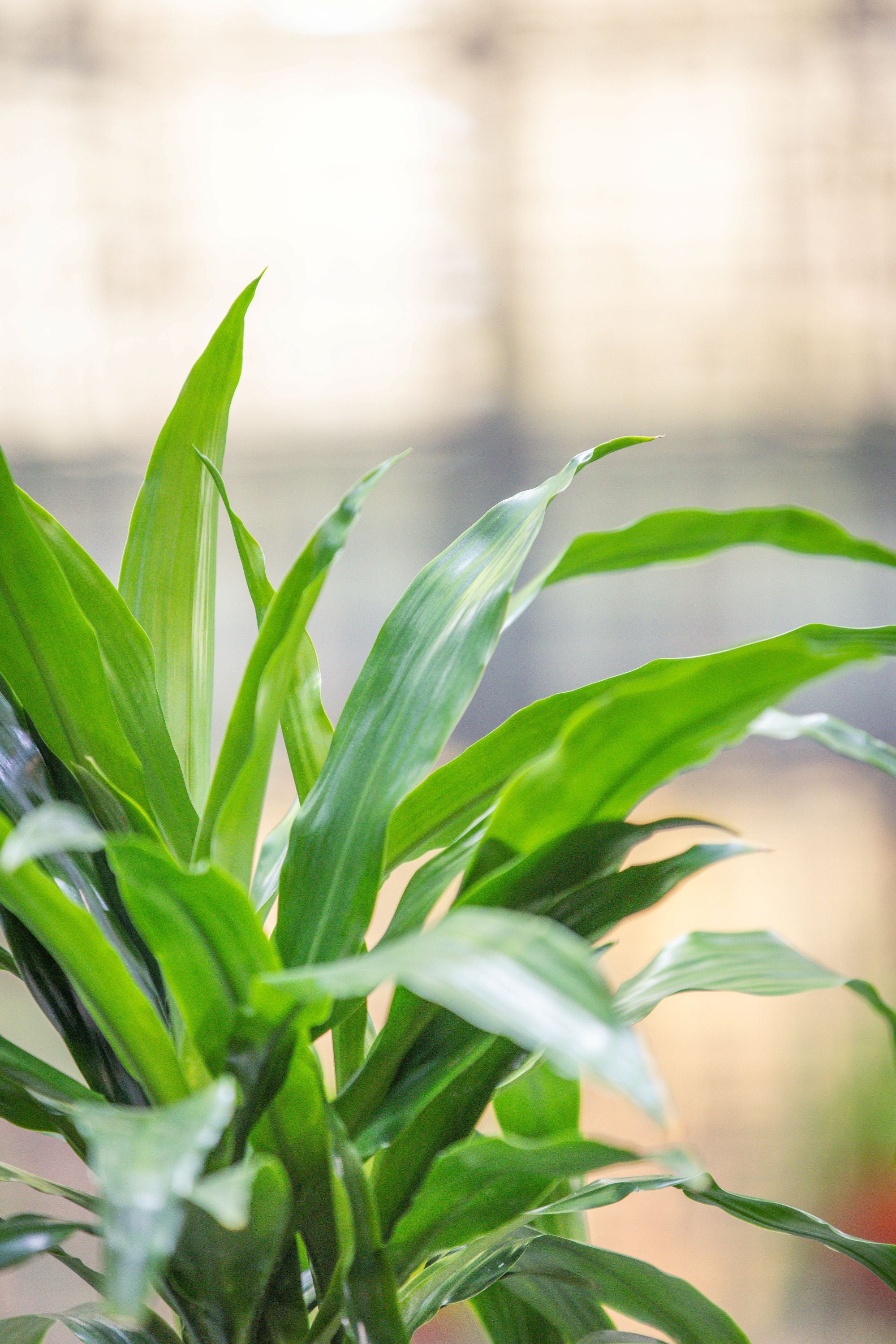 Dracaena Fragrans 'Janet Craig'