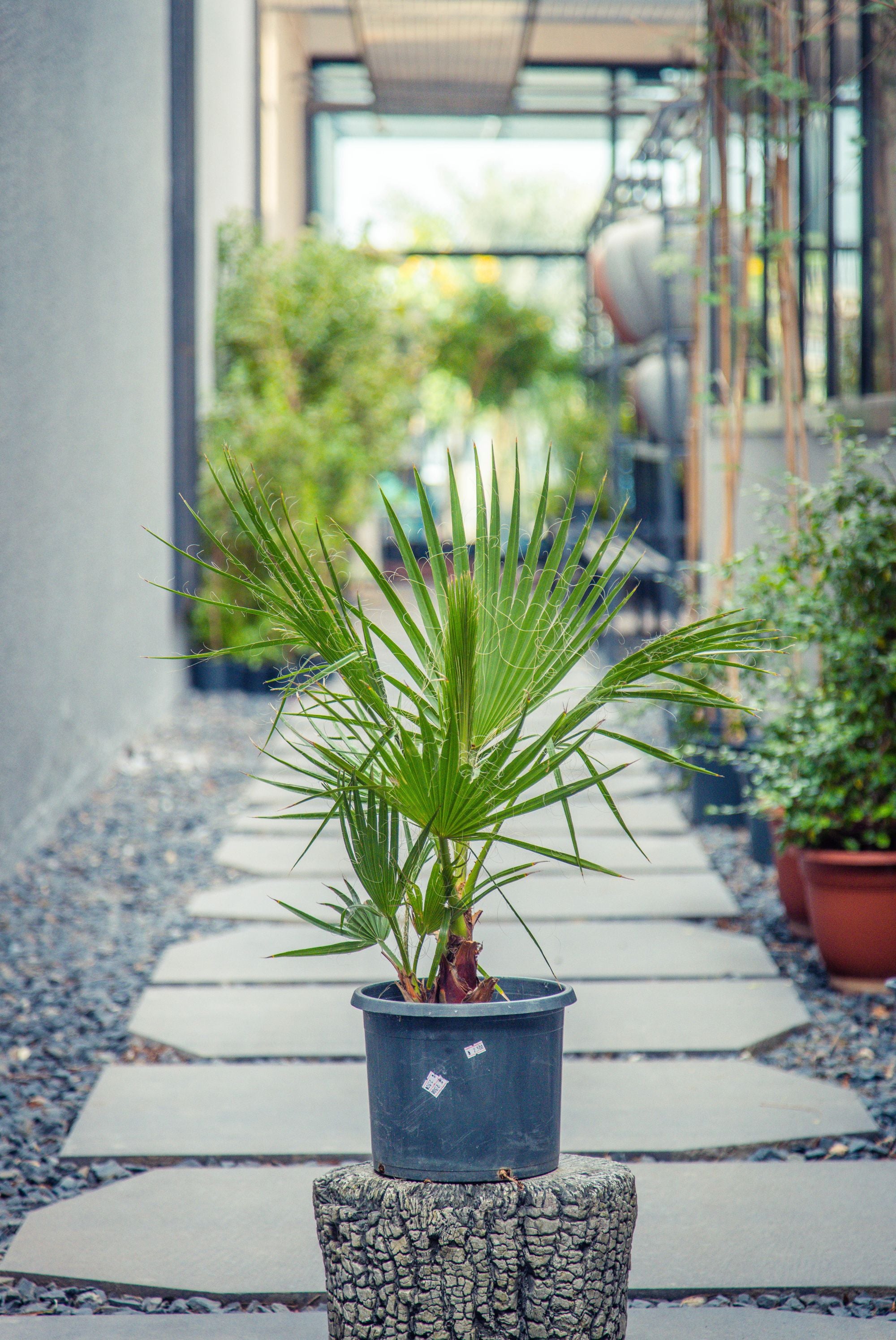 Washingtonia Robusta 'Mexican Fan Palm'
