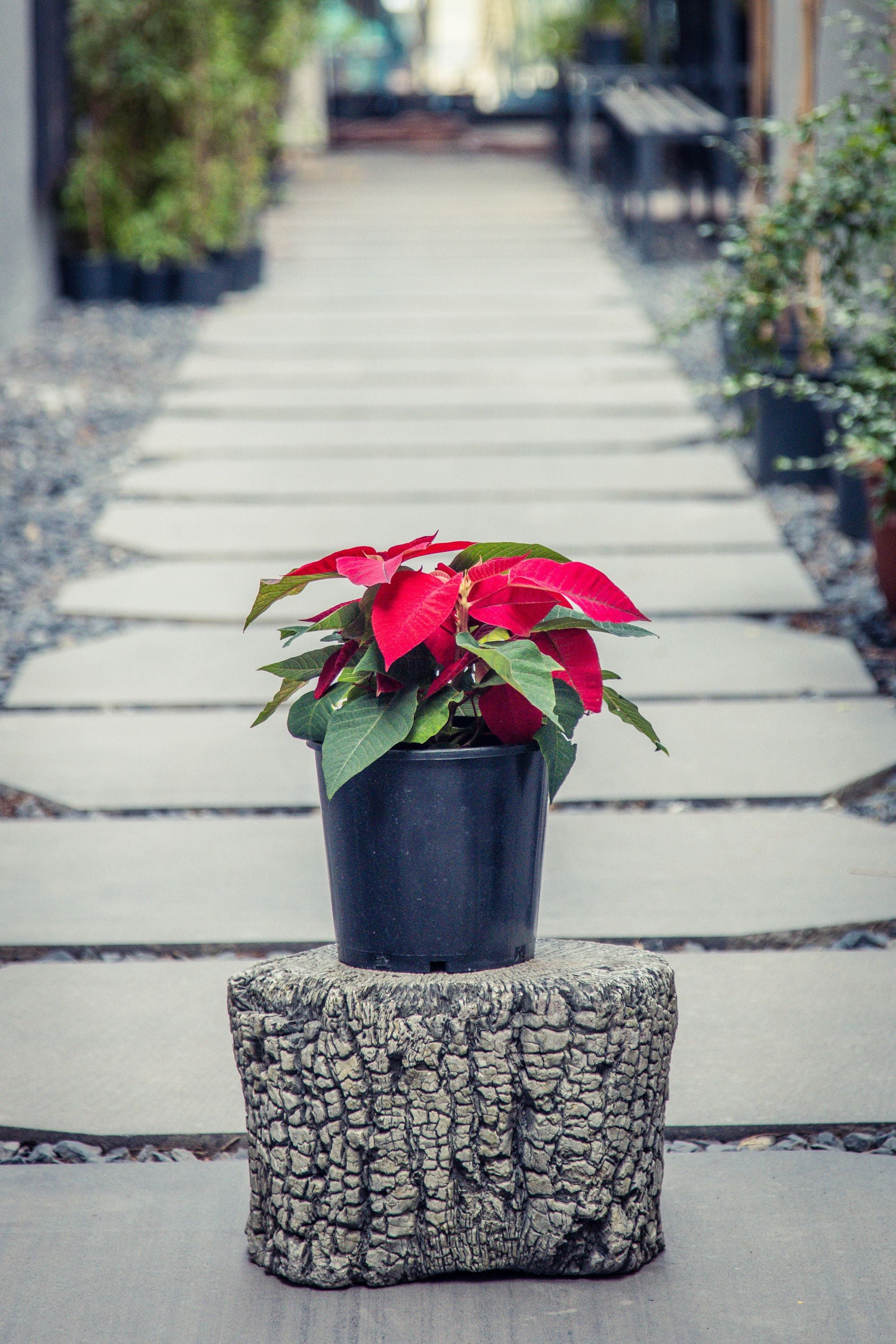 Poinsettia