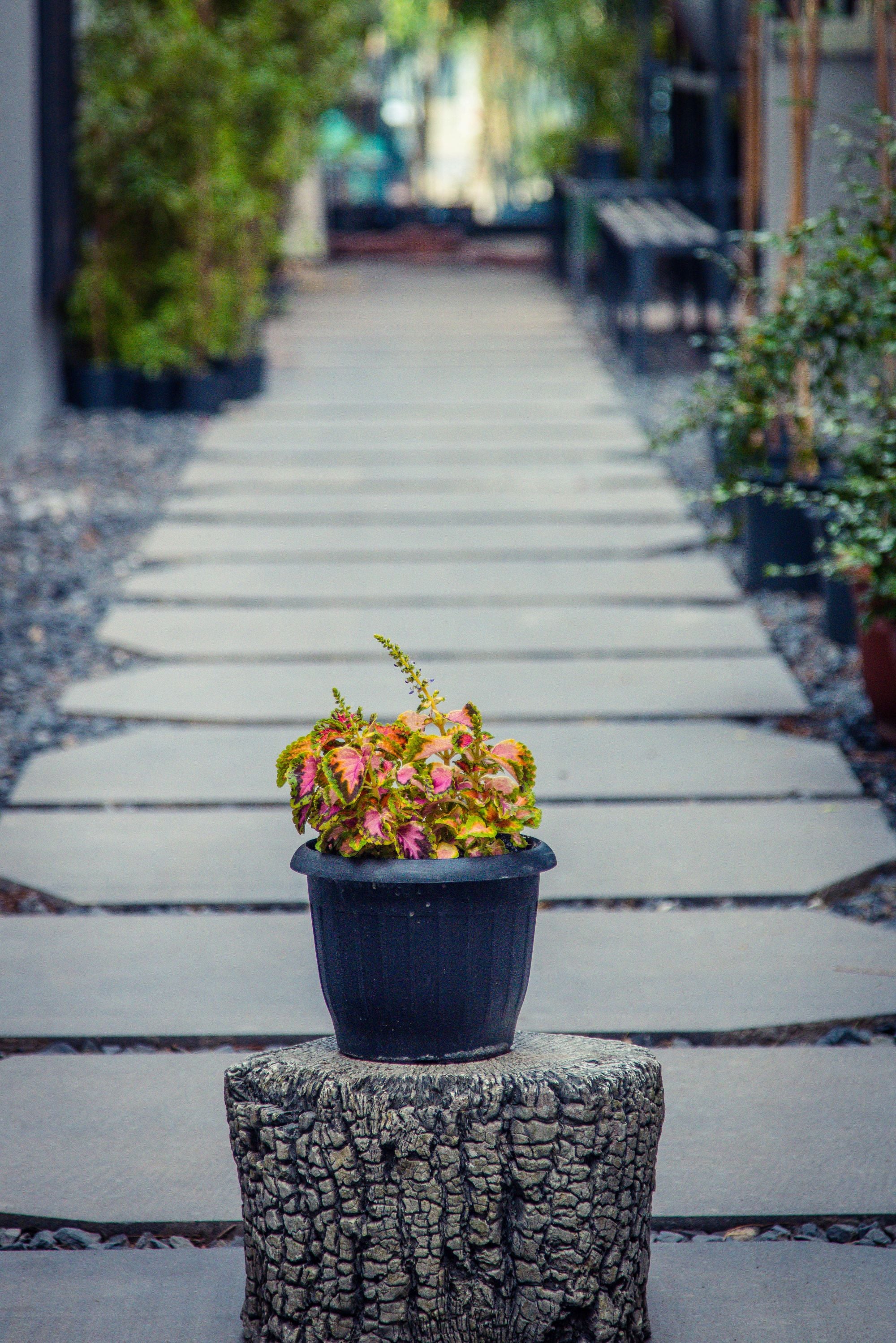 Coleus