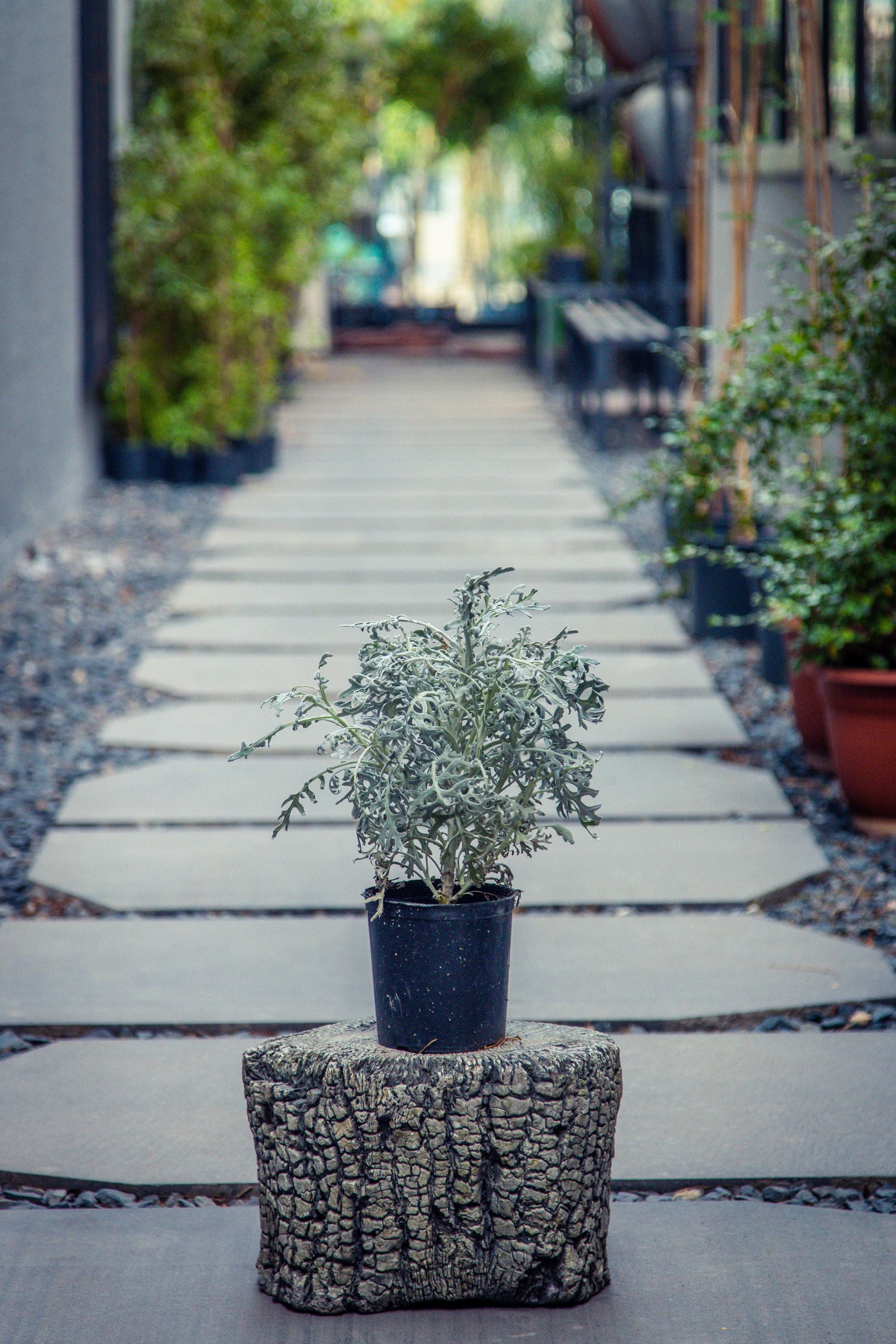 Senecio Cineraria