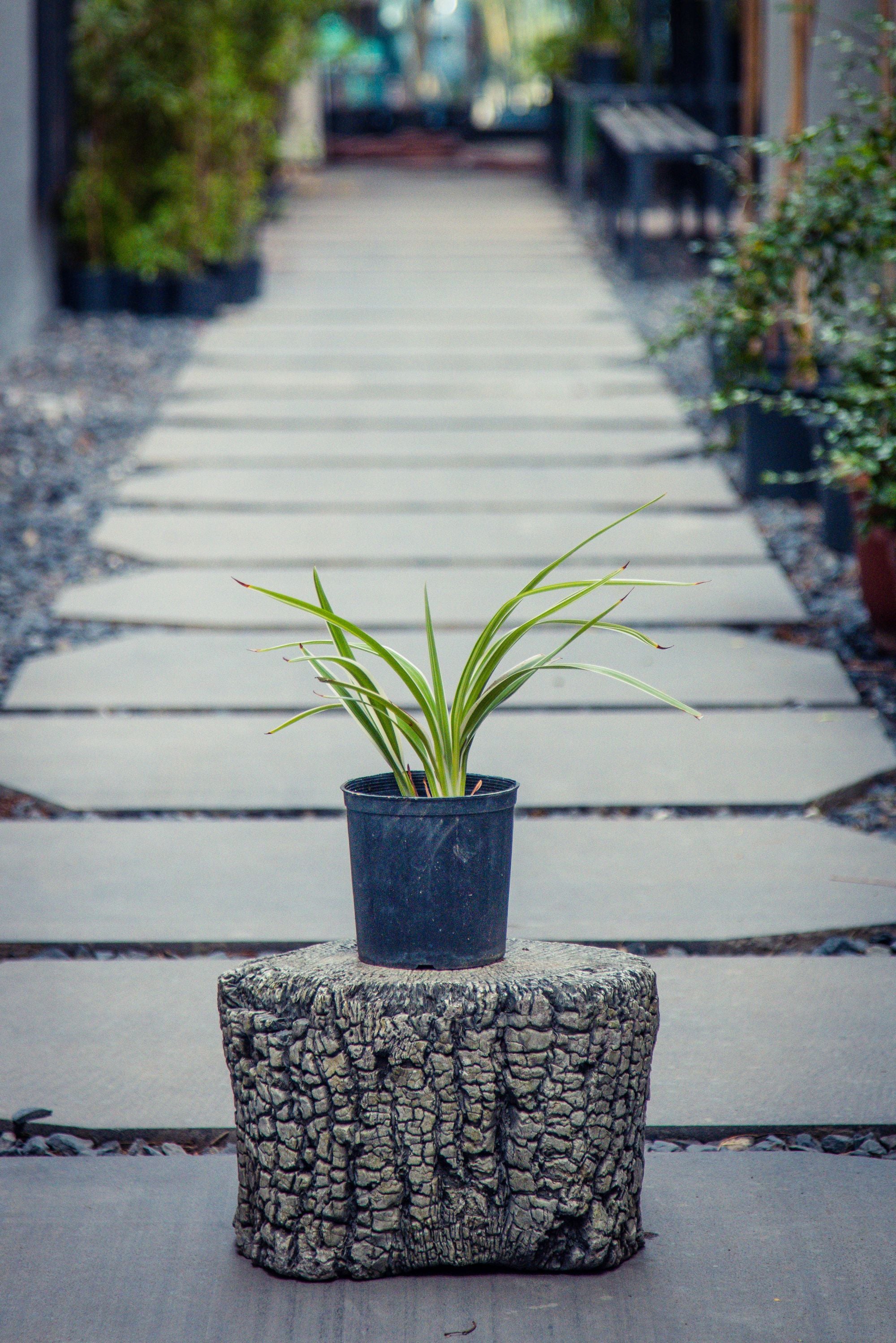 Daniella Tasmanica