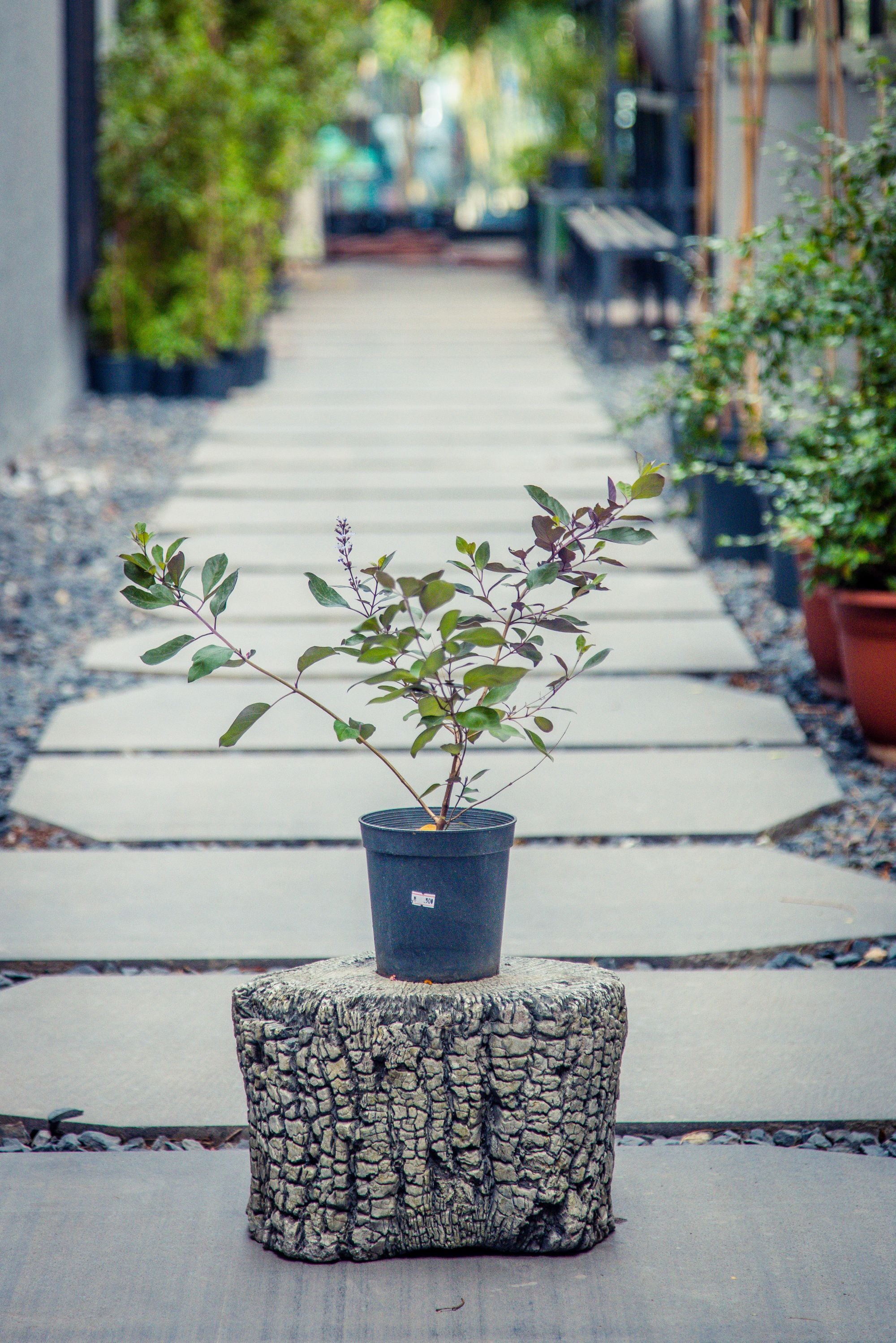 Vitex Trifolia 'Indian Privet'