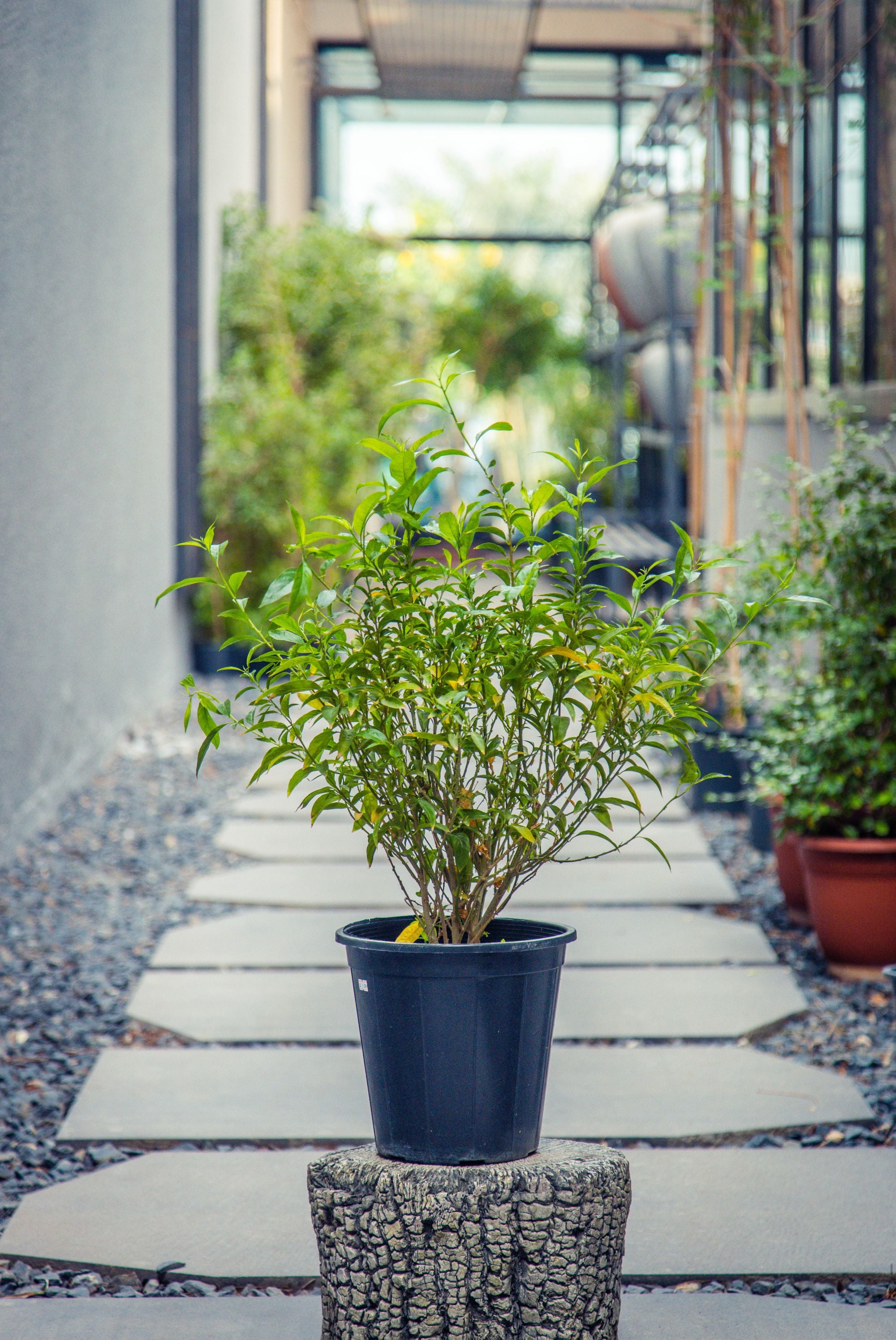 Cestrum Nocturnum