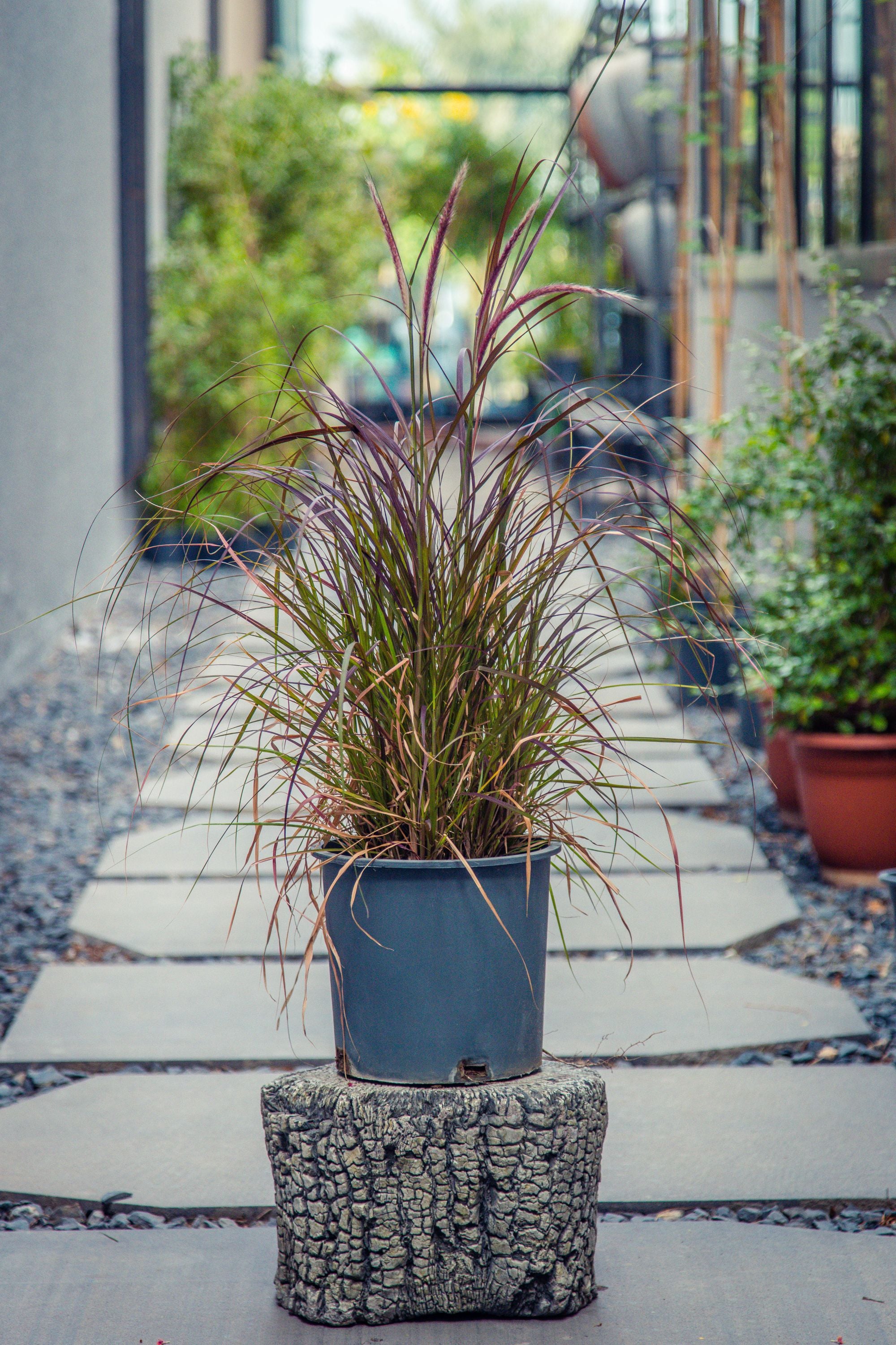 Pennisetum Setaceum 'Rubrum'