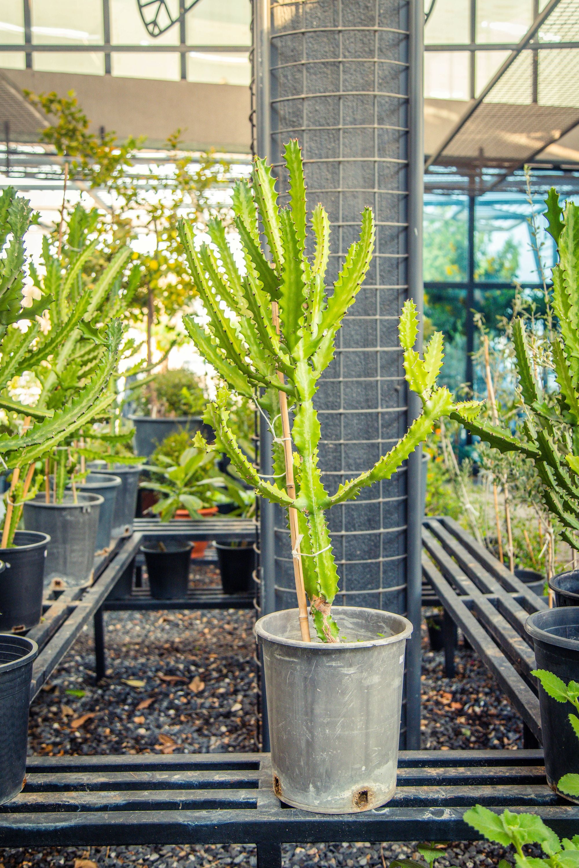 Euphorbia Trigona