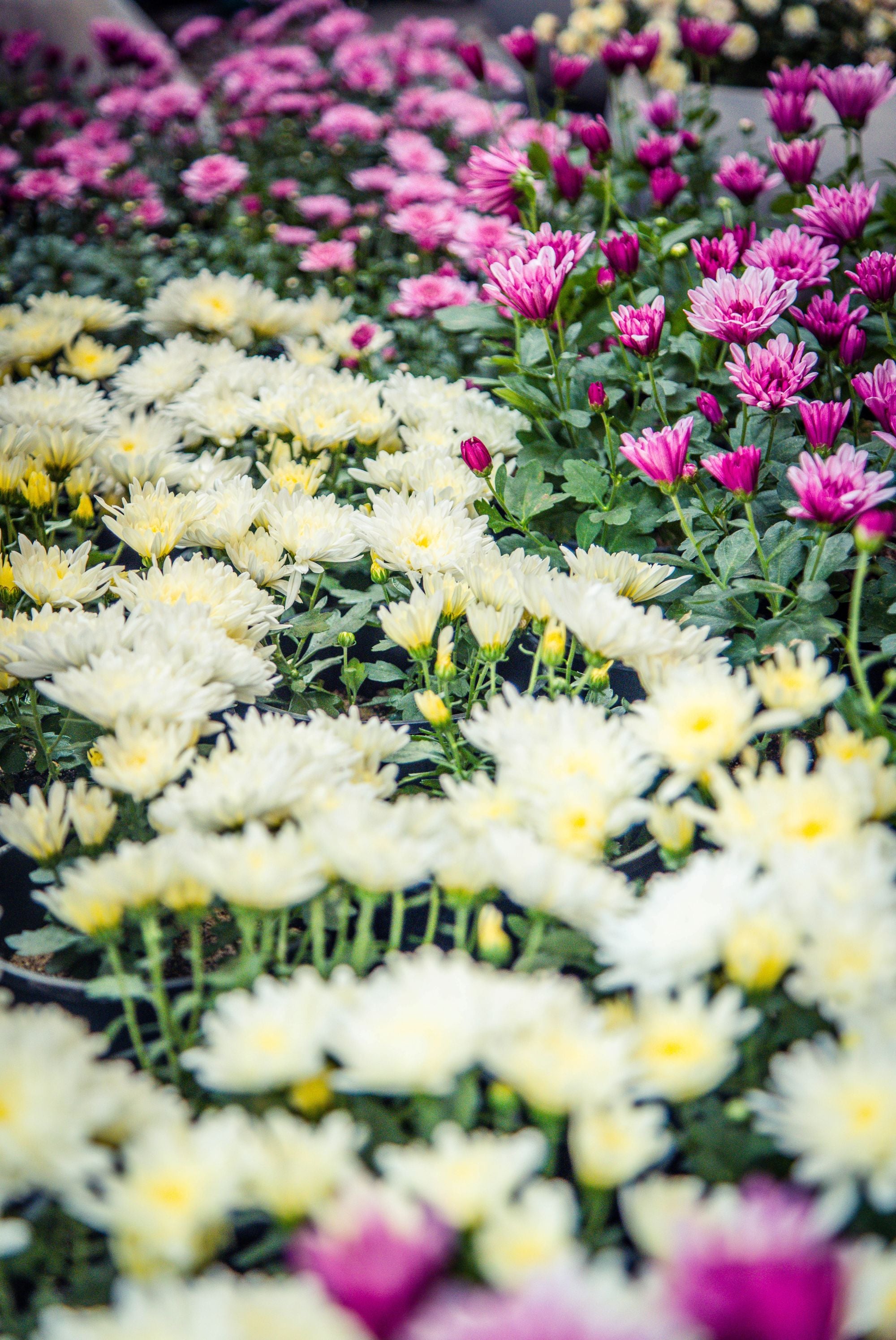 Chrysanthemum