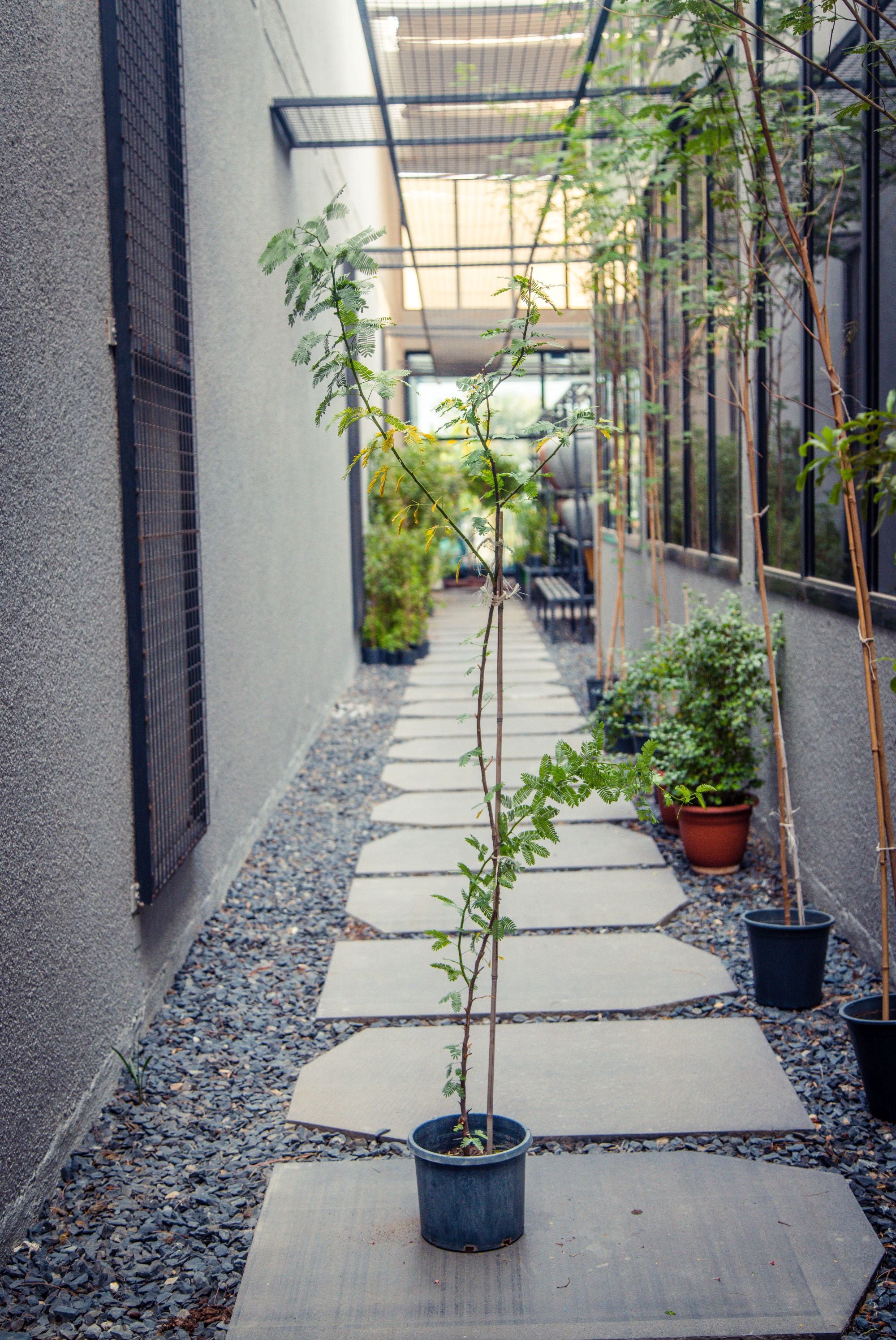 Prosopis