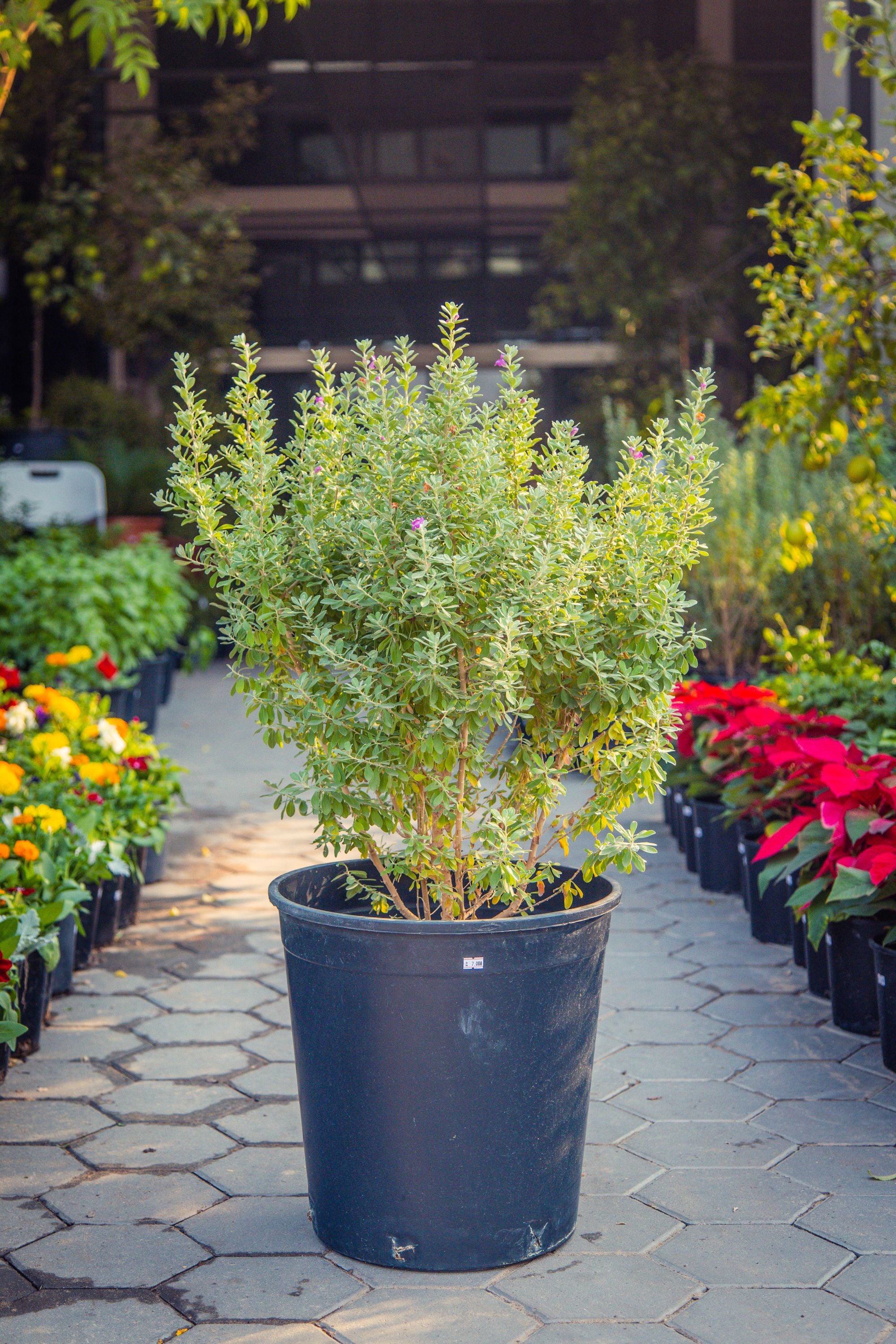 Leucophyllum Frutescens 'Texas Sage'