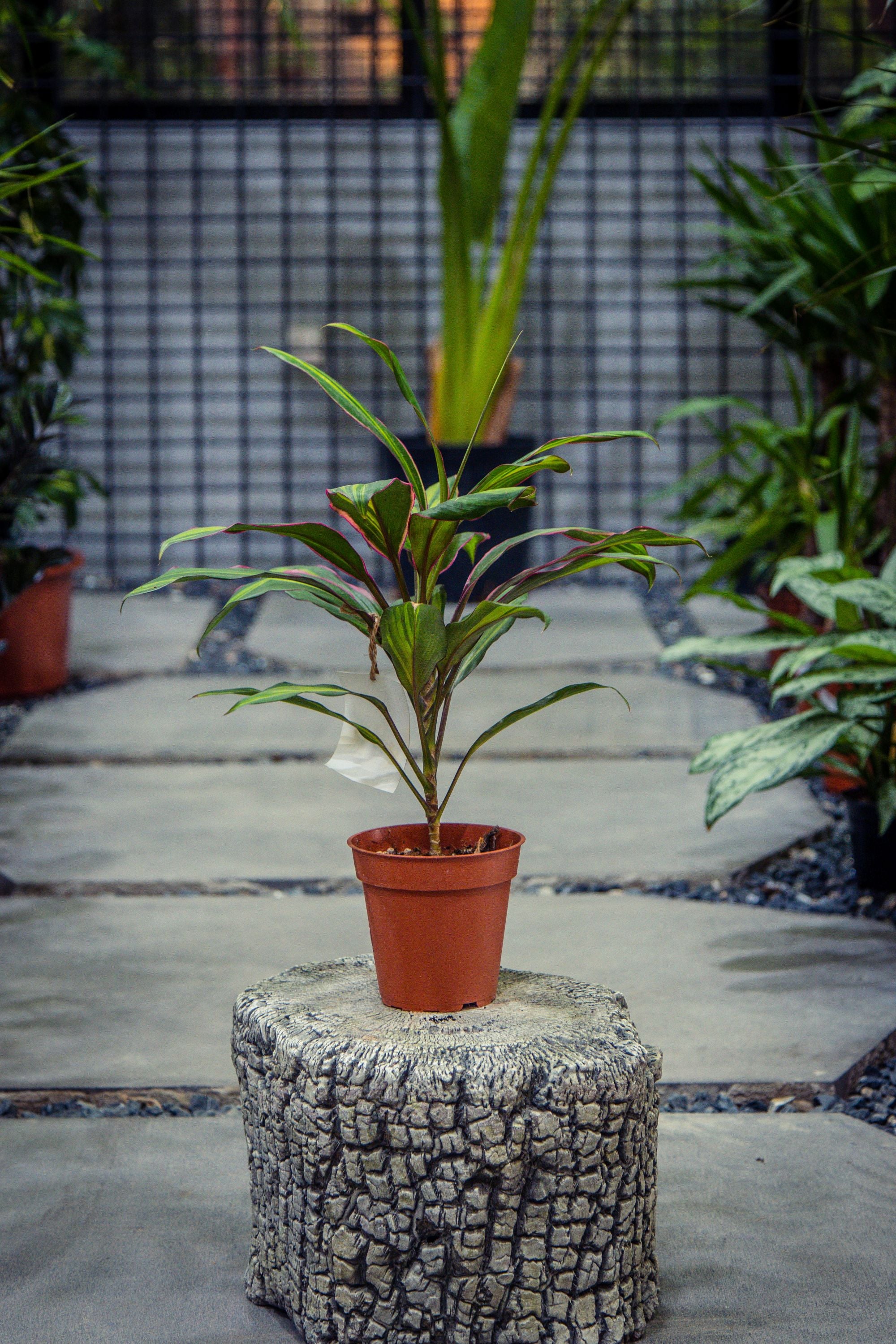 Cordyline