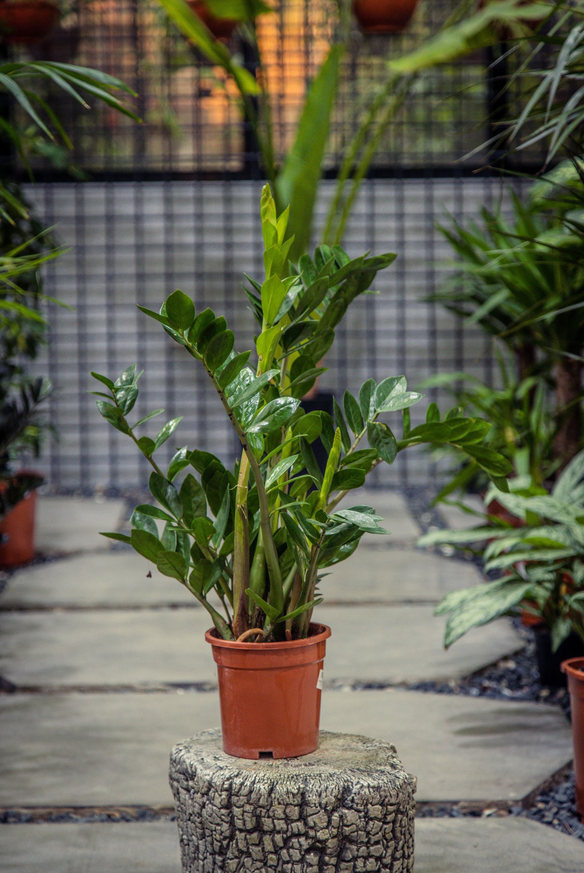 Zamioculcas Zamiifolia 'Zanzibar Gem' - 2