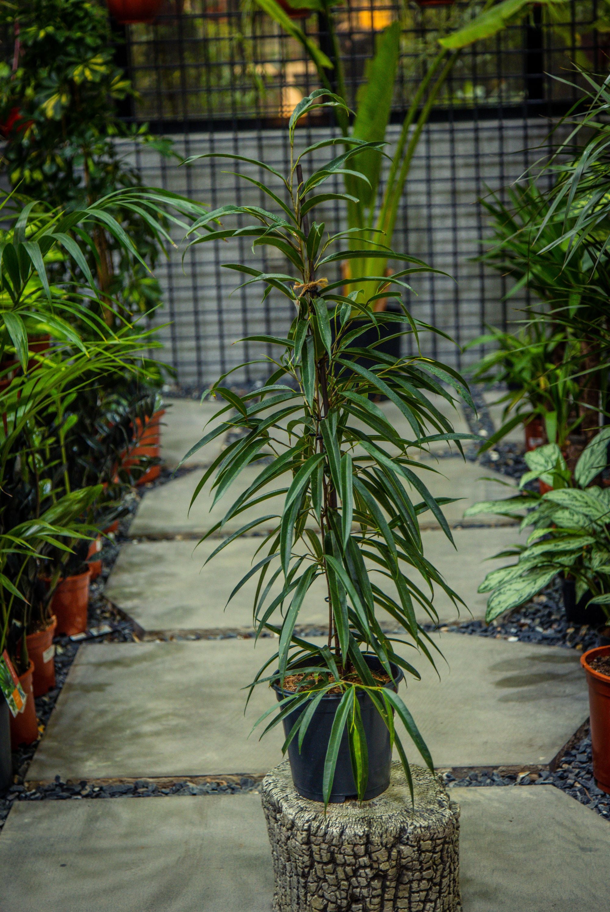 Ficus Alli
