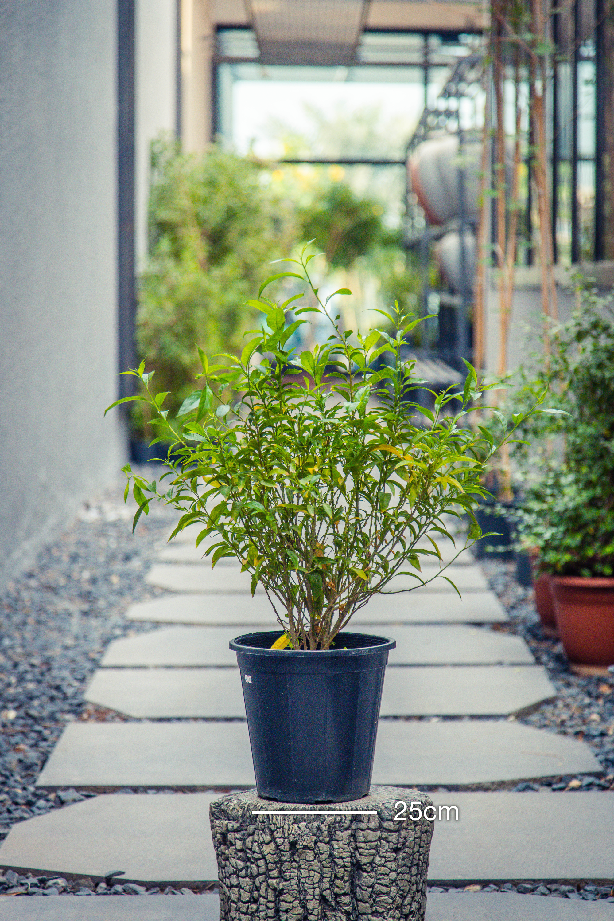 Cestrum Nocturnum