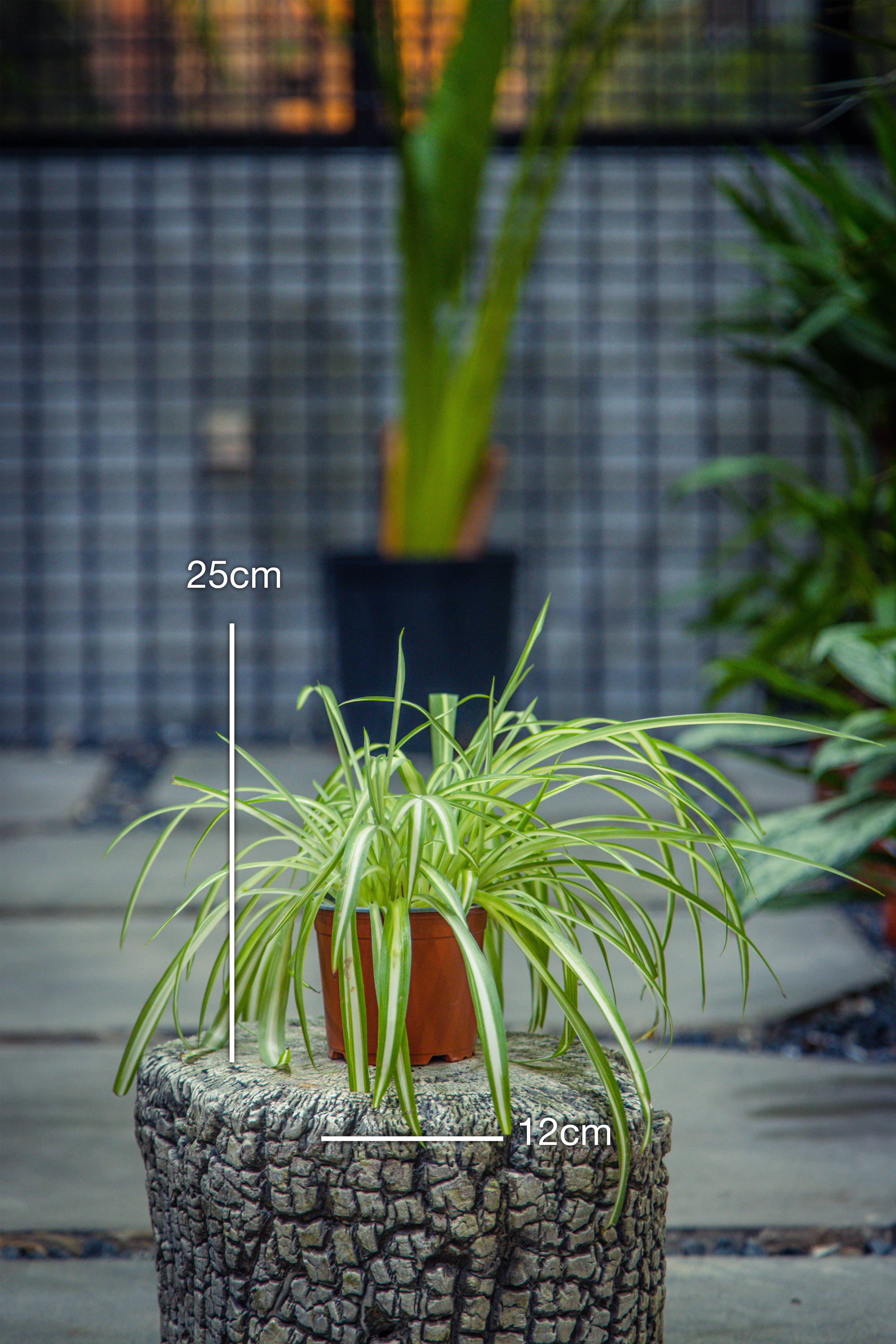 Chlorophytum Comosum 'Variegatum'