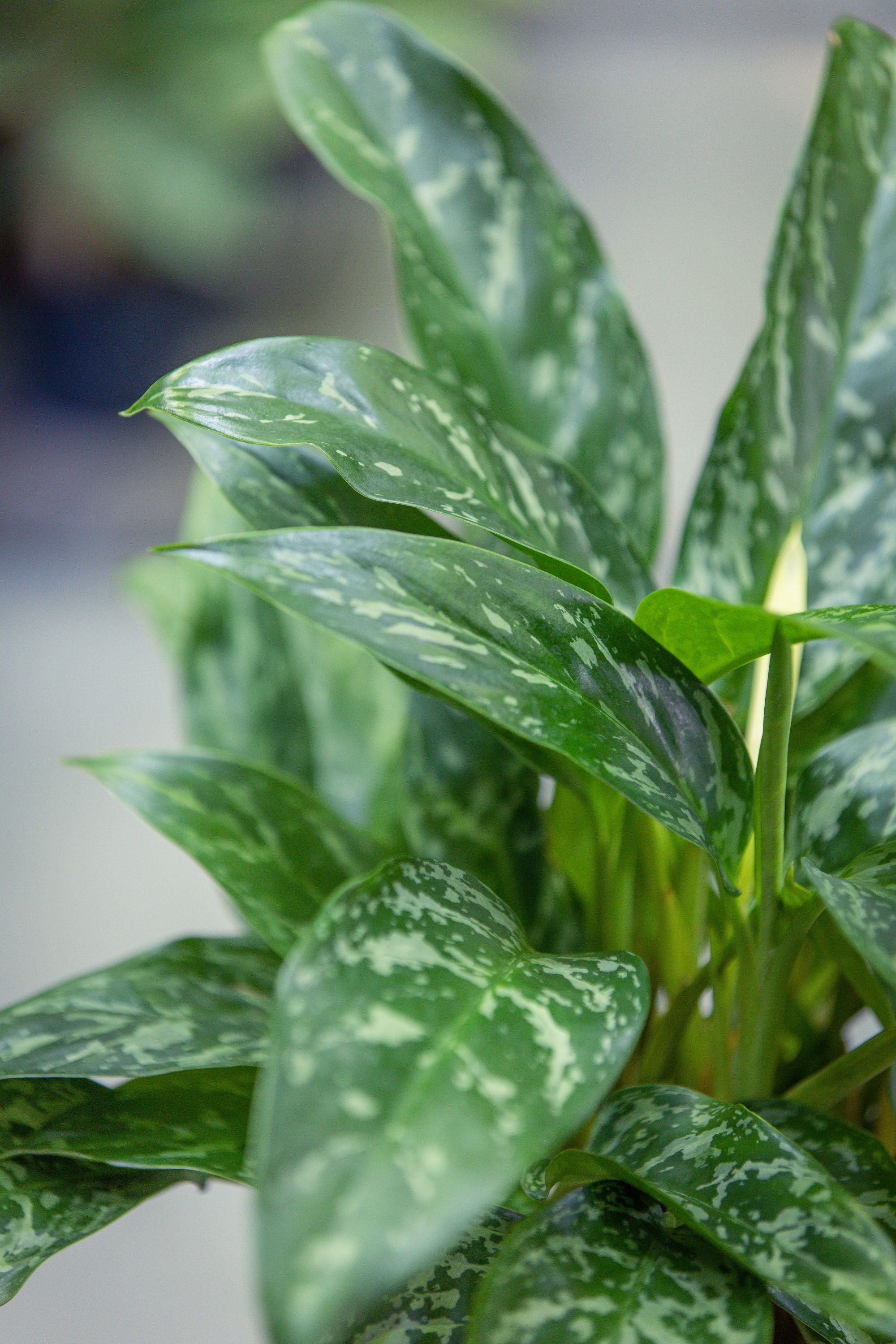 Aglaonema Splash