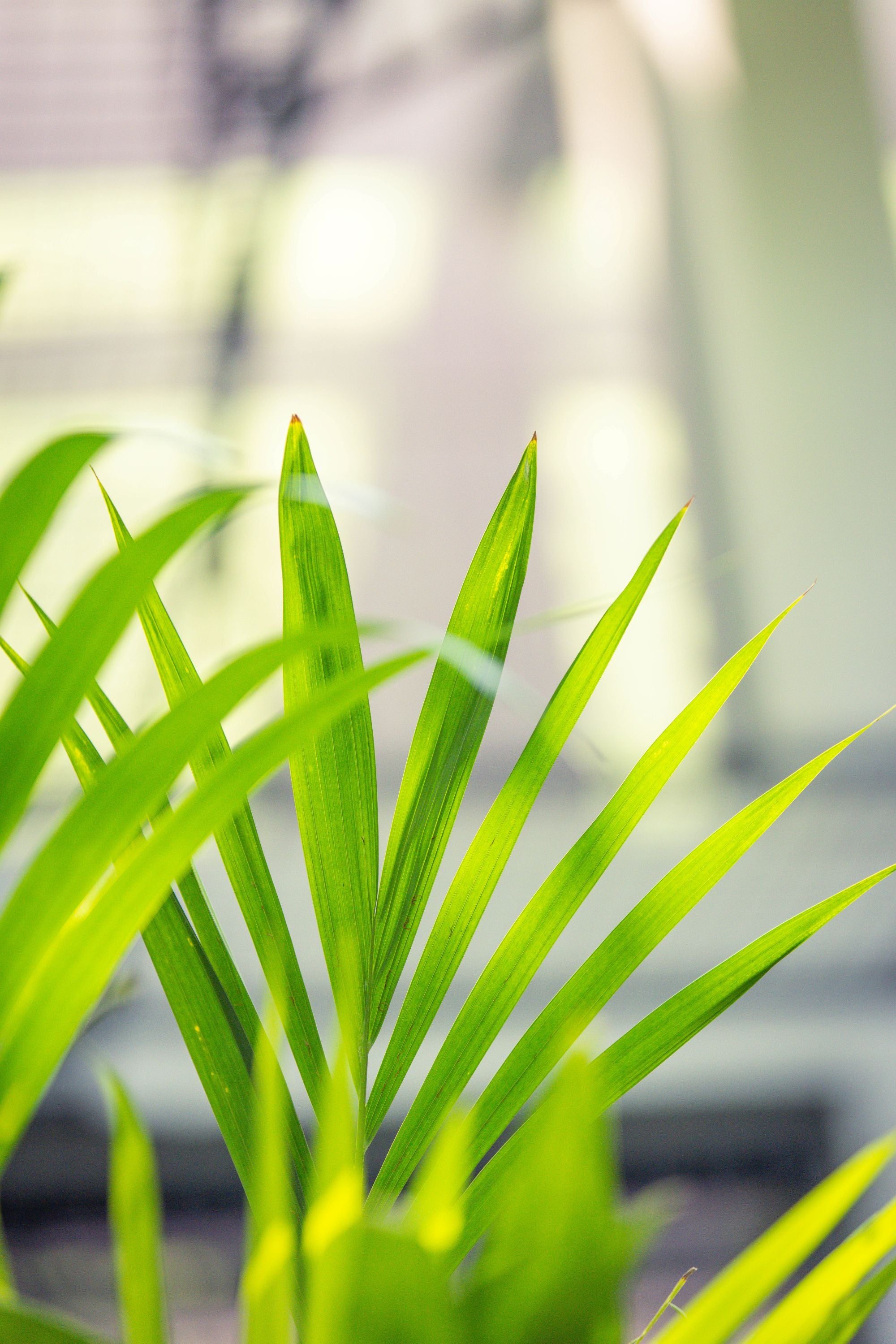 Howea Forsteriana 'Kentia Palm'