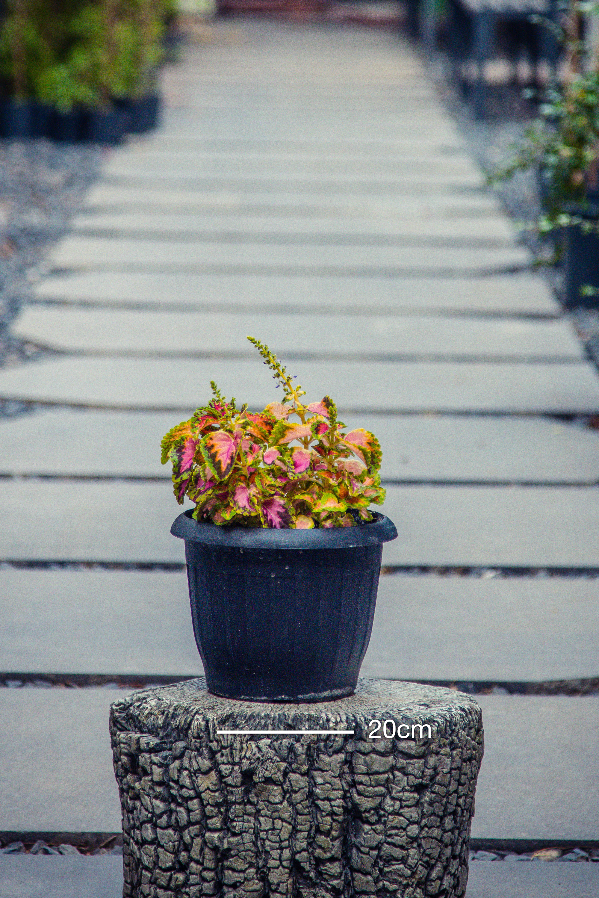 Coleus