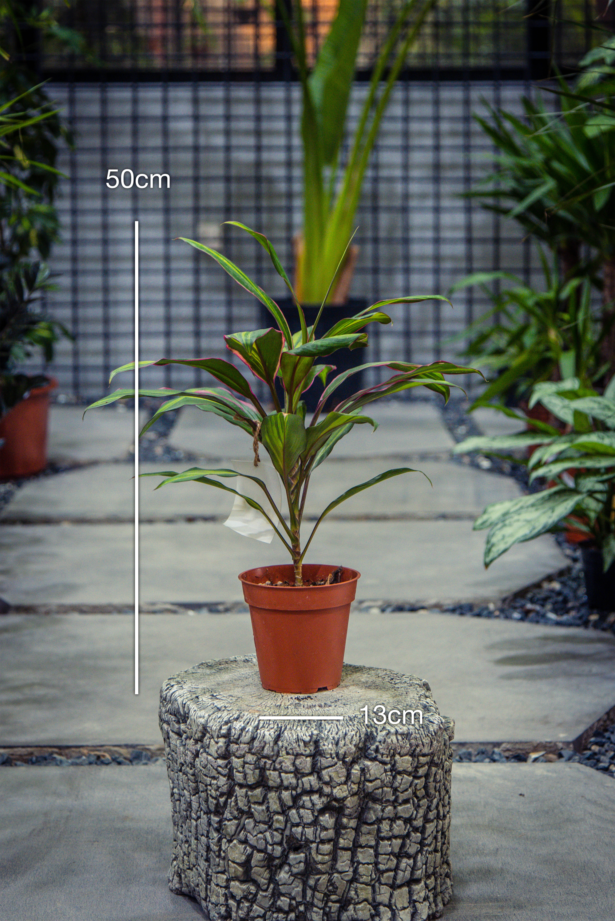 Cordyline
