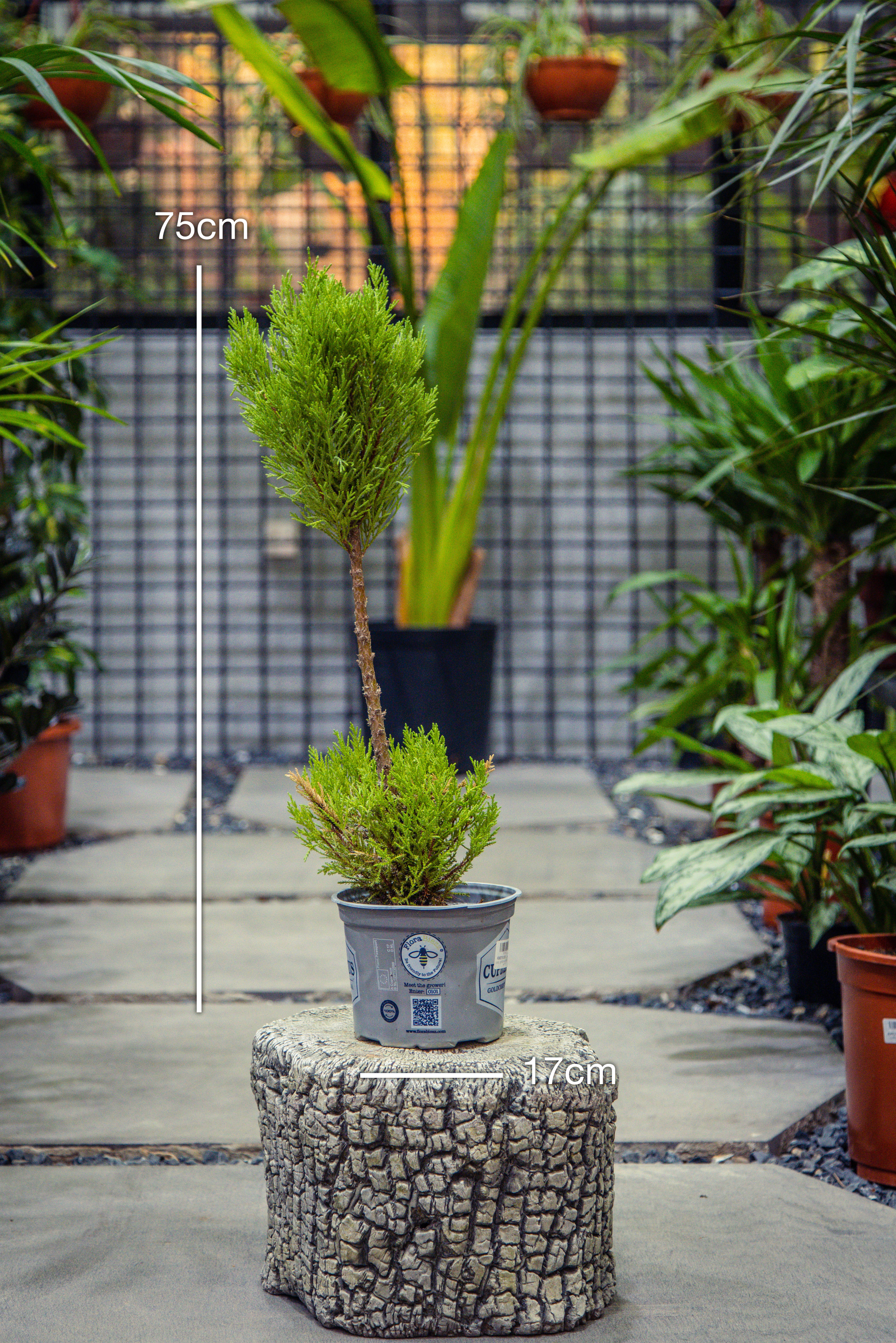 Cupressus Goldcrest