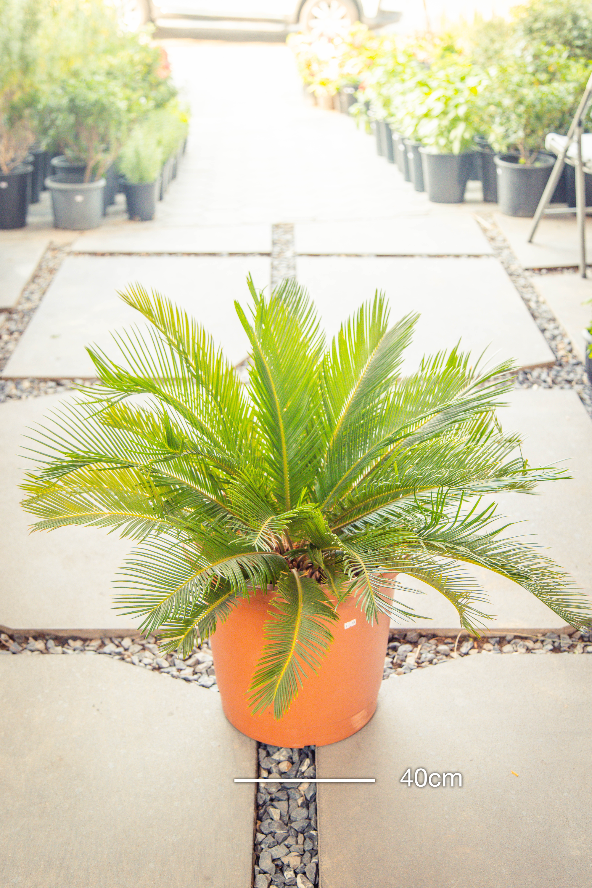 Cycas Revoluta 'Sago Palm'