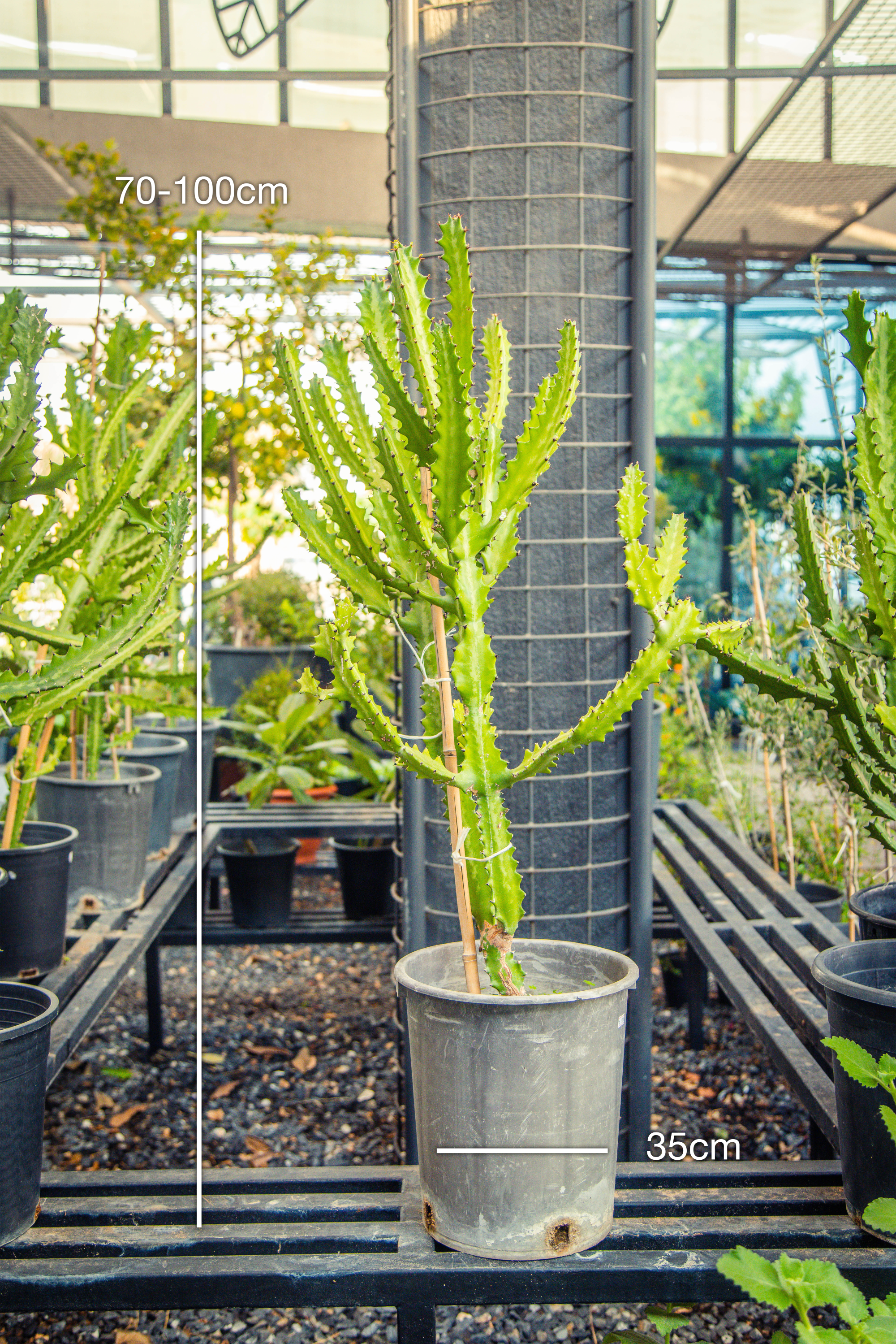 Euphorbia Trigona