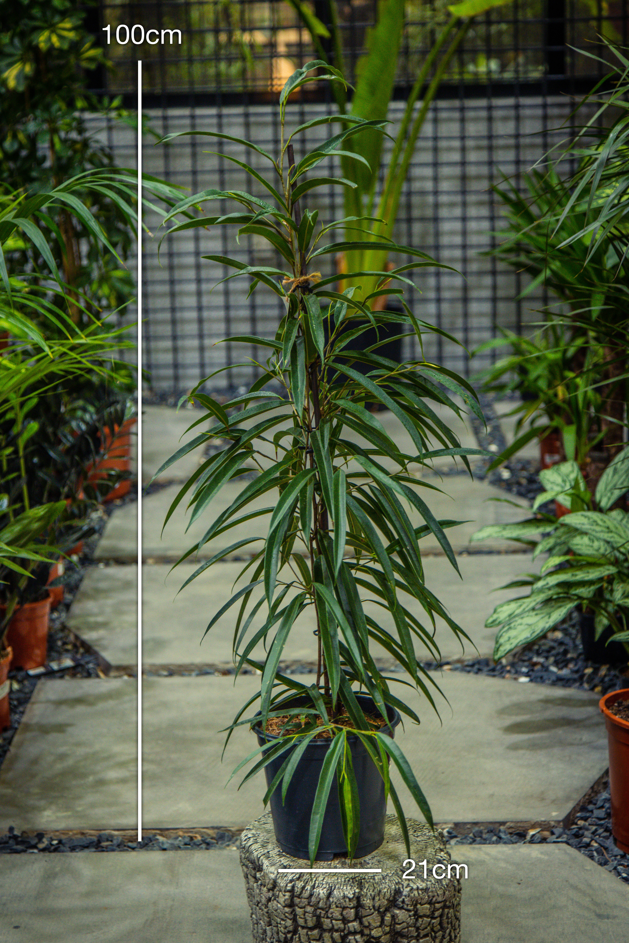 Ficus Alli