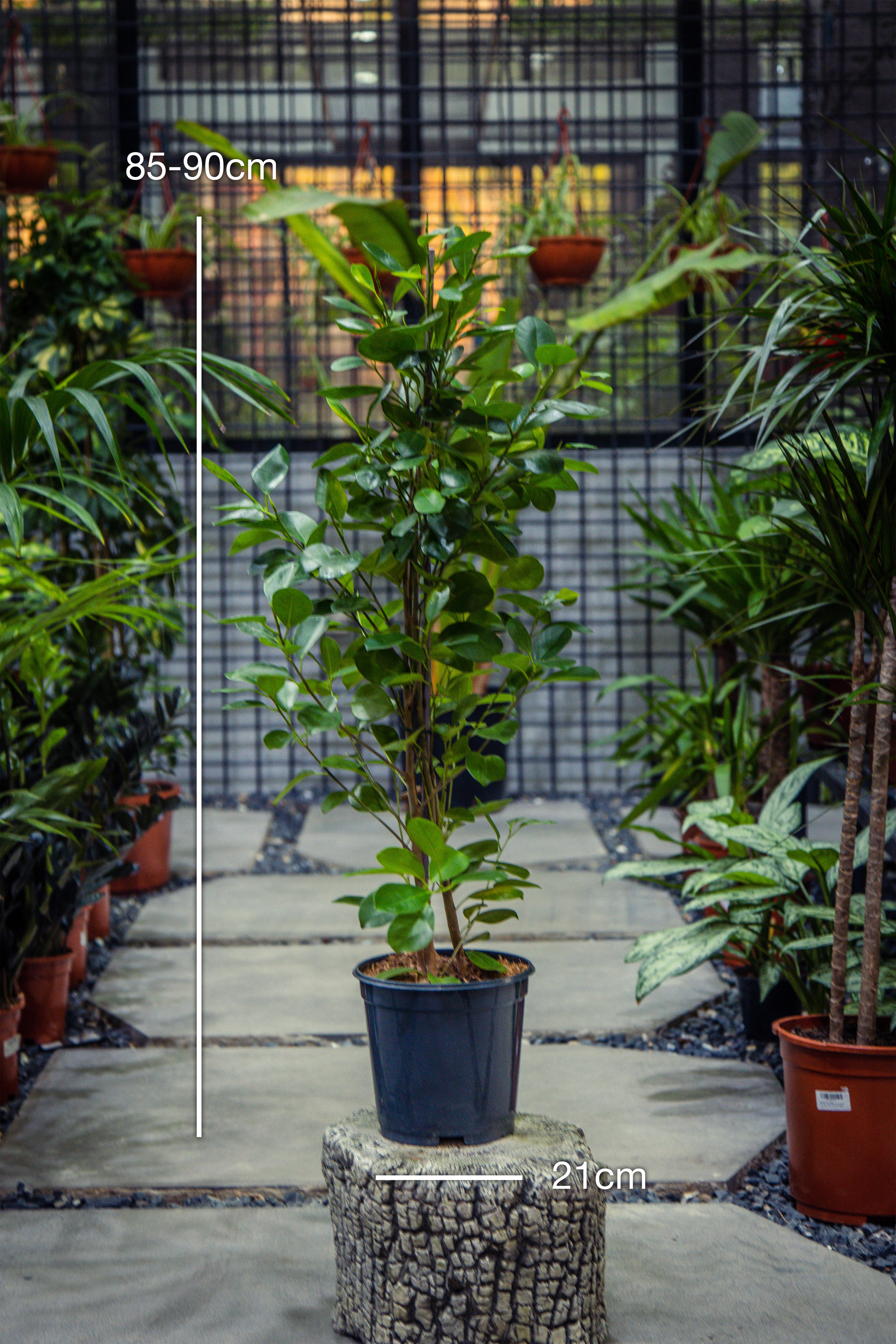 Ficus Panda