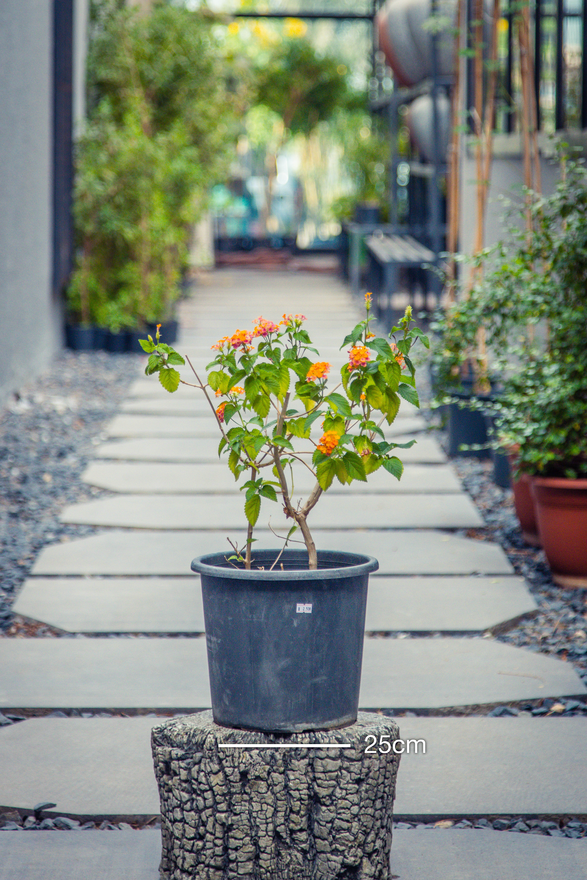 Lantana Camara