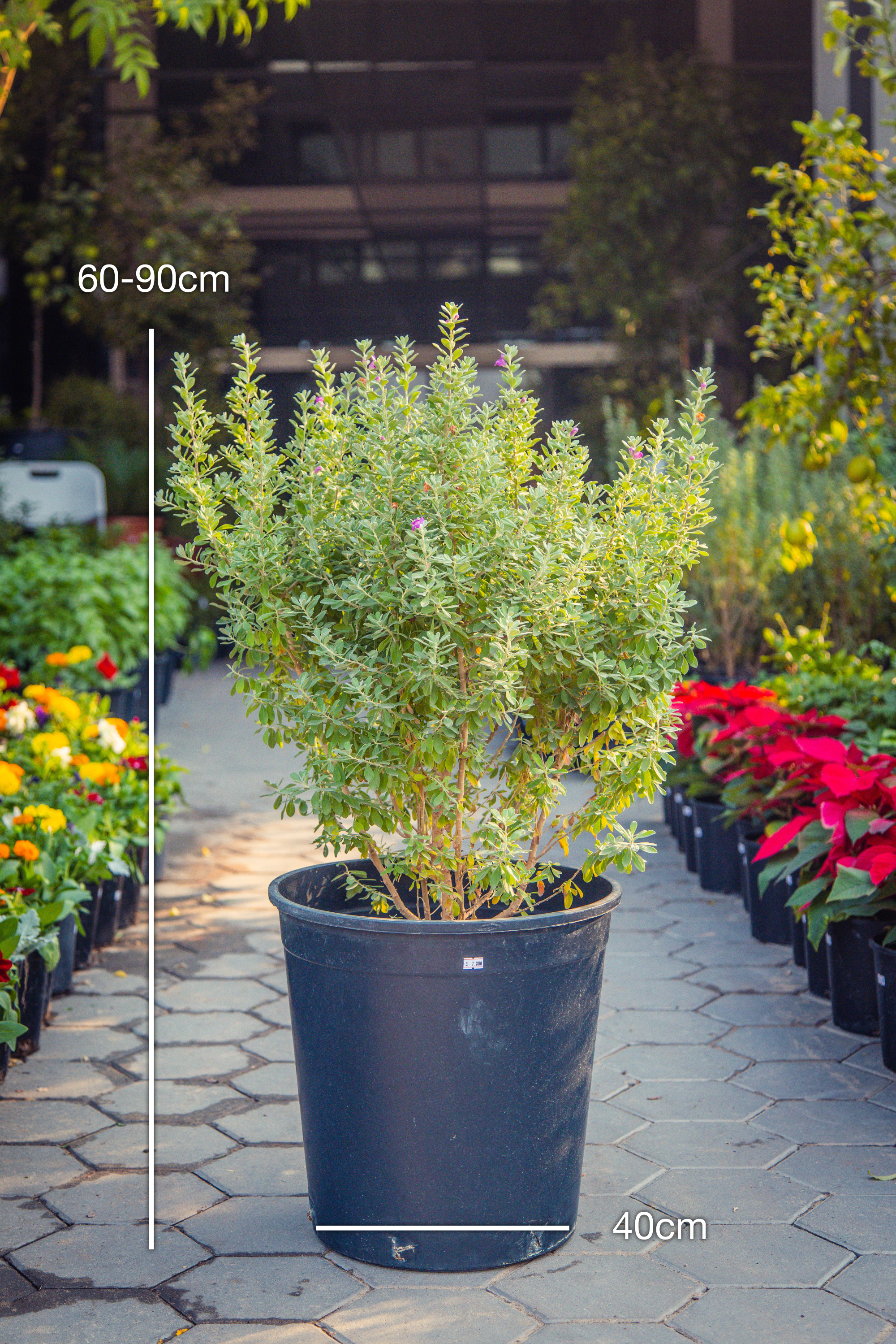 Leucophyllum Frutescens 'Texas Sage'