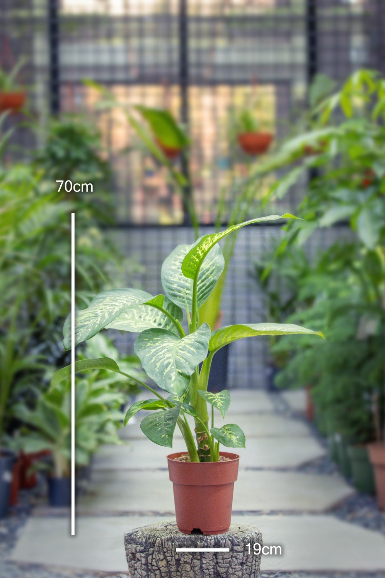 Dieffenbachia seg. tropic snow