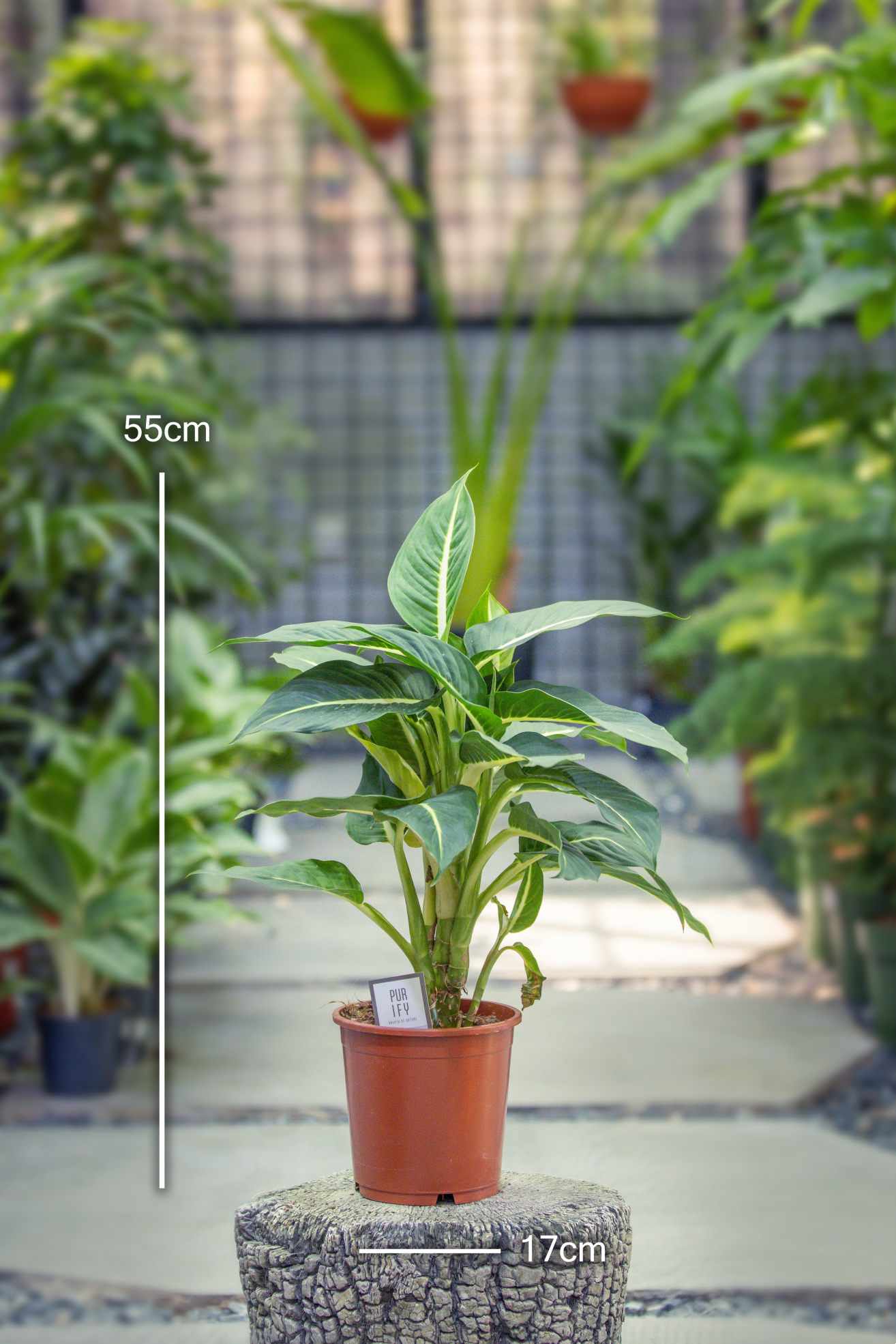 Dieffenbachia ( Green Magic )