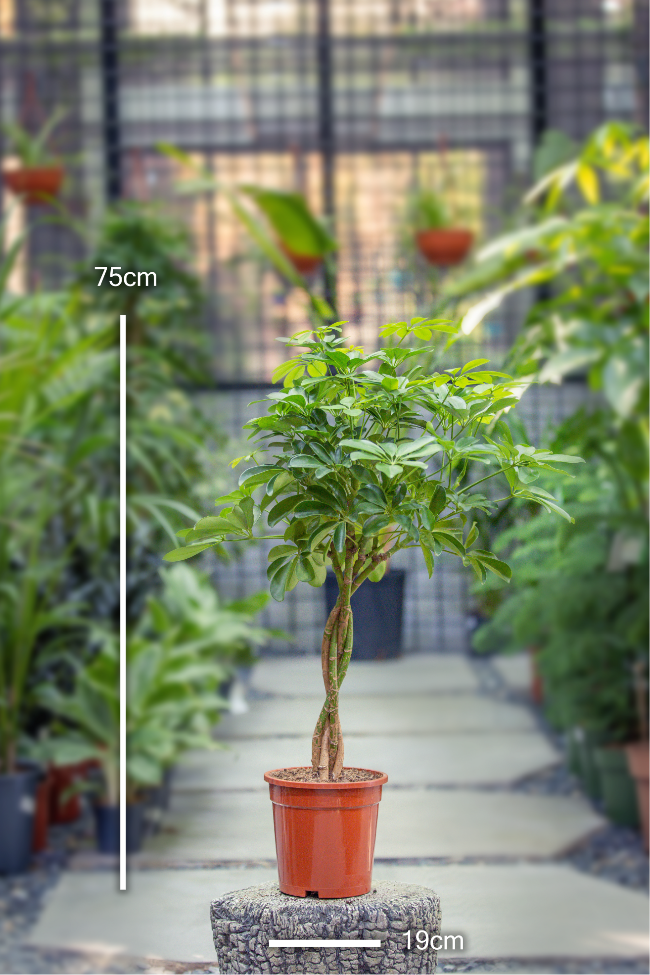 Schefflera arb. gold capella