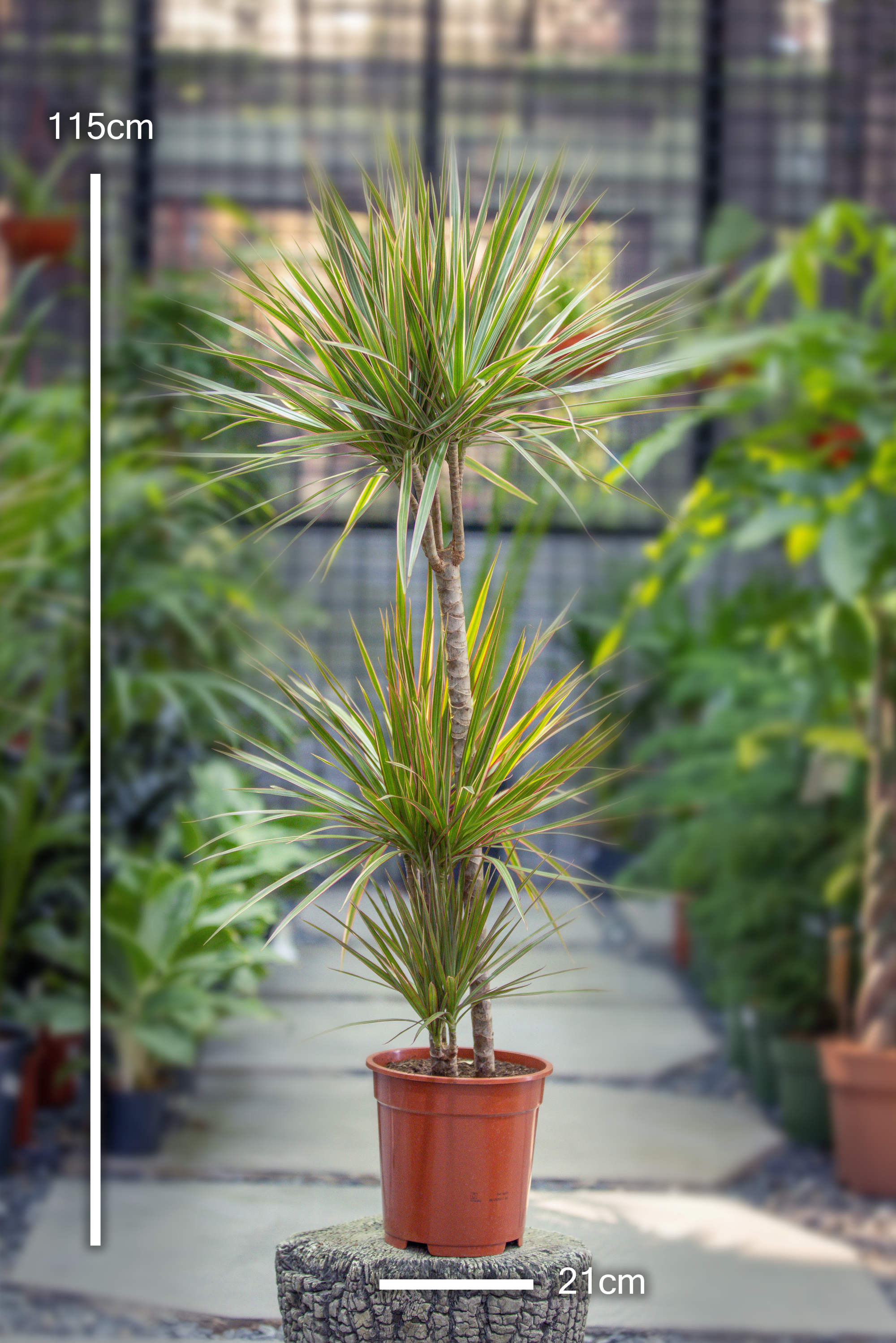 Dracaena Marginata 'Dragon Tree' - Bicolor