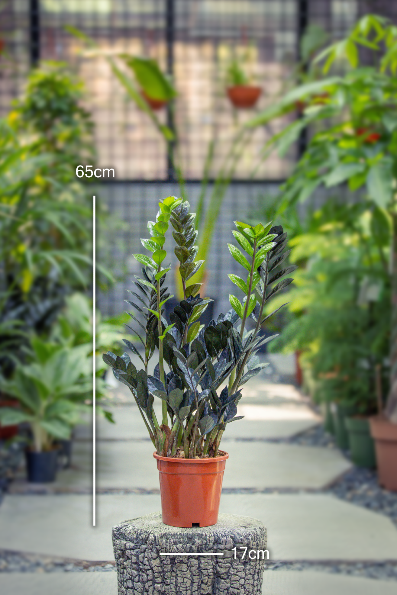 Zamioculcas zamiifolia raven